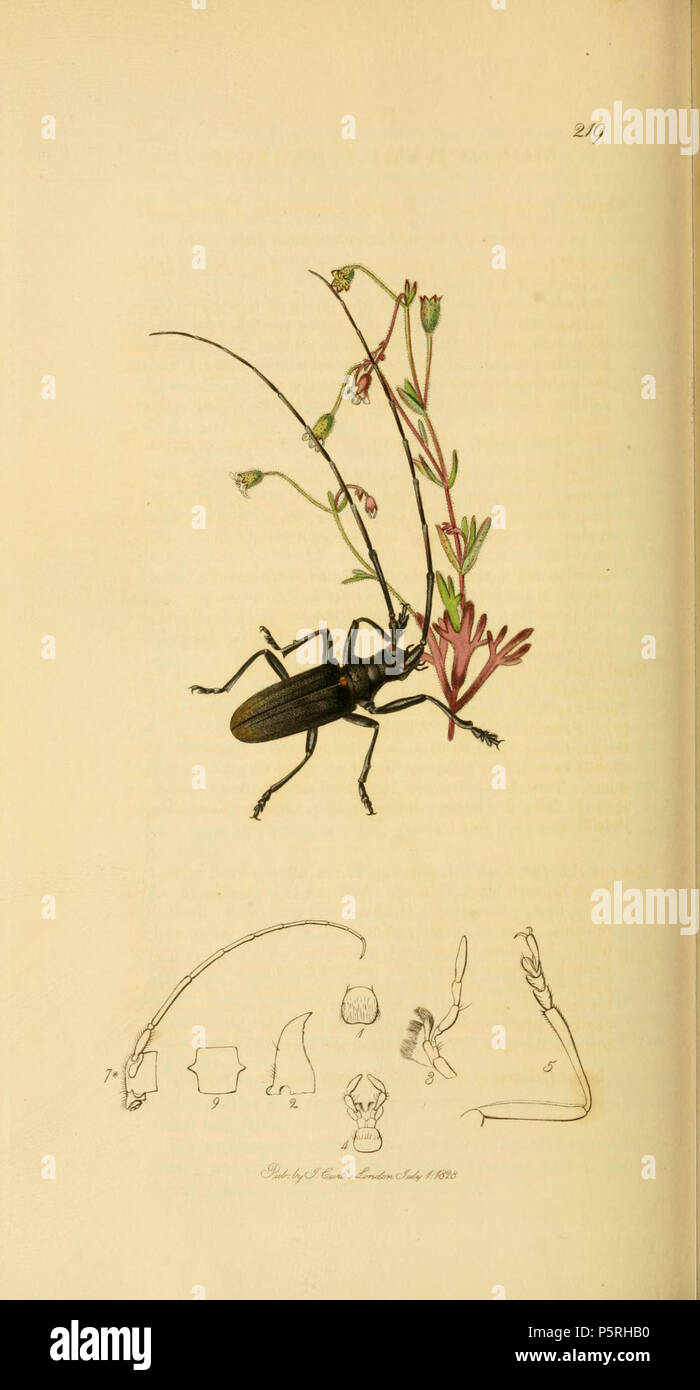 N/A. English: An illustration from British Entomology by John Curtis. Monochamus sartor (Genus omitted from Pope’s Check List).The plant is Saxifraga tridactylites (Rue-leaved Saxifrage) . 1840s.   John Curtis  (1791–1862)     Alternative names Curtis; J. Curtis  Description British entomologist and illustrator  Date of birth/death 3 September 1791 6 October 1862  Location of birth/death Norwich, Norfolk London  Work location London  Authority control  : Q327944 VIAF:53707224 ISNI:0000 0000 7374 6250 LCCN:no89015596 Open Library:OL2514429A Oxford Dict.:6959 WorldCat 236 Britishentomologyvolume Stock Photo