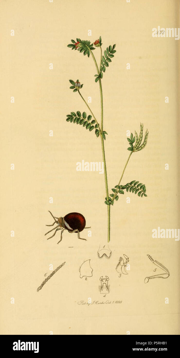 N/A. English: An illustration from British Entomology by John Curtis. Coleoptera: Mezeum sulcatum or Mezium affine (Shining Ptinus).The plant is Ornithopus perpusillus (Common Bird’s-foot) . between 1828 and 1840.   John Curtis  (1791–1862)     Alternative names Curtis; J. Curtis  Description British entomologist and illustrator  Date of birth/death 3 September 1791 6 October 1862  Location of birth/death Norwich, Norfolk London  Work location London  Authority control  : Q327944 VIAF:53707224 ISNI:0000 0000 7374 6250 LCCN:no89015596 Open Library:OL2514429A Oxford Dict.:6959 WorldCat 236 Briti Stock Photo