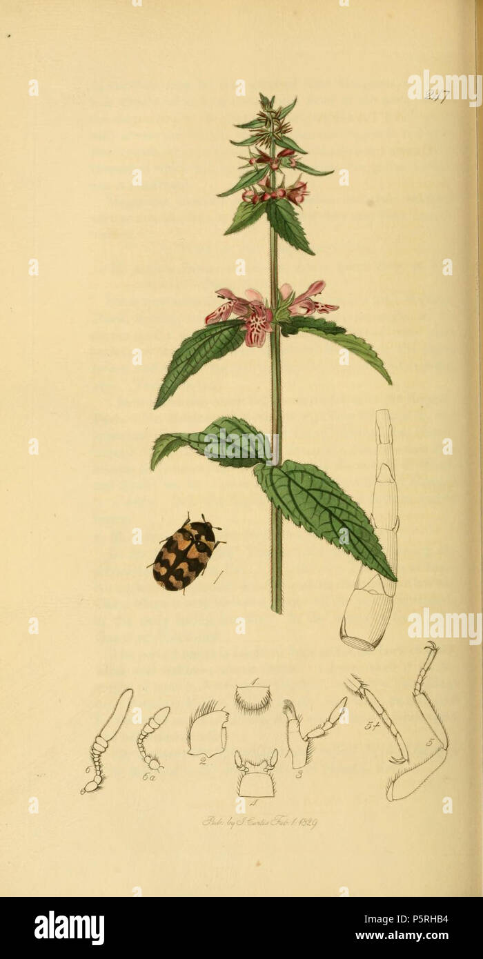 N/A. English: An illustration from British Entomology by John Curtis. Coleoptera: Attagenus trifasciatus (Banded Attagenus).The plant is Stachys palustris (Marsh Woundwort) . between 1828 and 1840.   John Curtis  (1791–1862)     Alternative names Curtis; J. Curtis  Description British entomologist and illustrator  Date of birth/death 3 September 1791 6 October 1862  Location of birth/death Norwich, Norfolk London  Work location London  Authority control  : Q327944 VIAF:53707224 ISNI:0000 0000 7374 6250 LCCN:no89015596 Open Library:OL2514429A Oxford Dict.:6959 WorldCat 236 Britishentomologyvolu Stock Photo