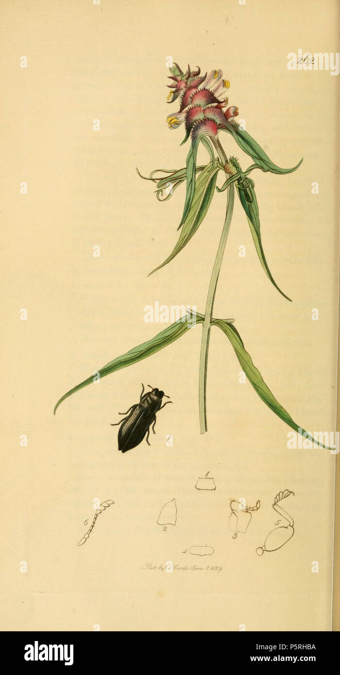 N/A. English: An illustration from British Entomology by John Curtis. Coleoptera: Aphanisticus pusillus (Smallest Buprestid).The plant is Melampyrum cristatum (Crested Cow-wheat) . 1840.   John Curtis  (1791–1862)     Alternative names Curtis; J. Curtis  Description British entomologist and illustrator  Date of birth/death 3 September 1791 6 October 1862  Location of birth/death Norwich, Norfolk London  Work location London  Authority control  : Q327944 VIAF:53707224 ISNI:0000 0000 7374 6250 LCCN:no89015596 Open Library:OL2514429A Oxford Dict.:6959 WorldCat 236 Britishentomologyvolume2Plate262 Stock Photo