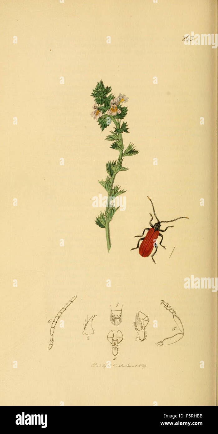 N/A. English: An illustration from British Entomology by John Curtis. Coleoptera: Lycus minutus or Platycis minutus (Black-neck Lycus).The plant is Euphrasia officinalis (Euphrasia officinalis, Common Eye-bright) . 1840.   John Curtis  (1791–1862)     Alternative names Curtis; J. Curtis  Description British entomologist and illustrator  Date of birth/death 3 September 1791 6 October 1862  Location of birth/death Norwich, Norfolk London  Work location London  Authority control  : Q327944 VIAF:53707224 ISNI:0000 0000 7374 6250 LCCN:no89015596 Open Library:OL2514429A Oxford Dict.:6959 WorldCat 23 Stock Photo