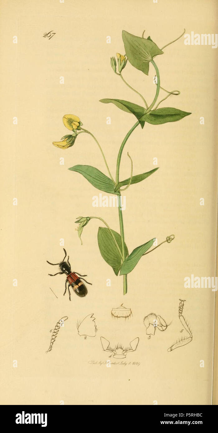 N/A. English: An illustration from British Entomology by John Curtis. Coleoptera: Tillus unifasciatus = Tilloidea unifasciata (Tillinae: Tricoloured Tillus).The plant is Lathyrus aphaca (Yellow Lathyrus) . 1840s.   John Curtis  (1791–1862)     Alternative names Curtis; J. Curtis  Description British entomologist and illustrator  Date of birth/death 3 September 1791 6 October 1862  Location of birth/death Norwich, Norfolk London  Work location London  Authority control  : Q327944 VIAF:53707224 ISNI:0000 0000 7374 6250 LCCN:no89015596 Open Library:OL2514429A Oxford Dict.:6959 WorldCat 236 Britis Stock Photo