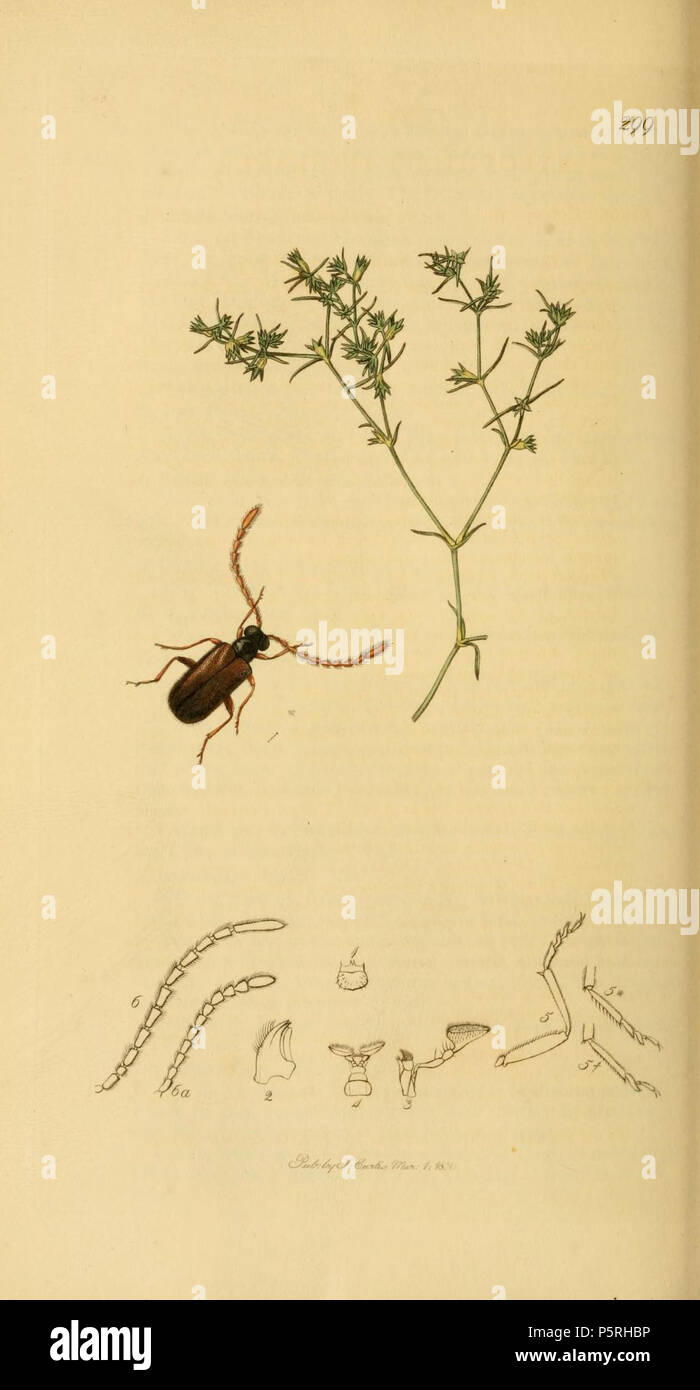 N/A. English: An illustration from British Entomology by John Curtis. Euglenes oculatus, (Paykull, 1798) (syn. Xylophilus oculatus or Aderus oculatus) (Fly-headed Beetle).The plant is Scleranthus annuus (Annual Knawel) . between 1828 and 1840.   John Curtis  (1791–1862)     Alternative names Curtis; J. Curtis  Description British entomologist and illustrator  Date of birth/death 3 September 1791 6 October 1862  Location of birth/death Norwich, Norfolk London  Work location London  Authority control  : Q327944 VIAF:53707224 ISNI:0000 0000 7374 6250 LCCN:no89015596 Open Library:OL2514429A Oxford Stock Photo