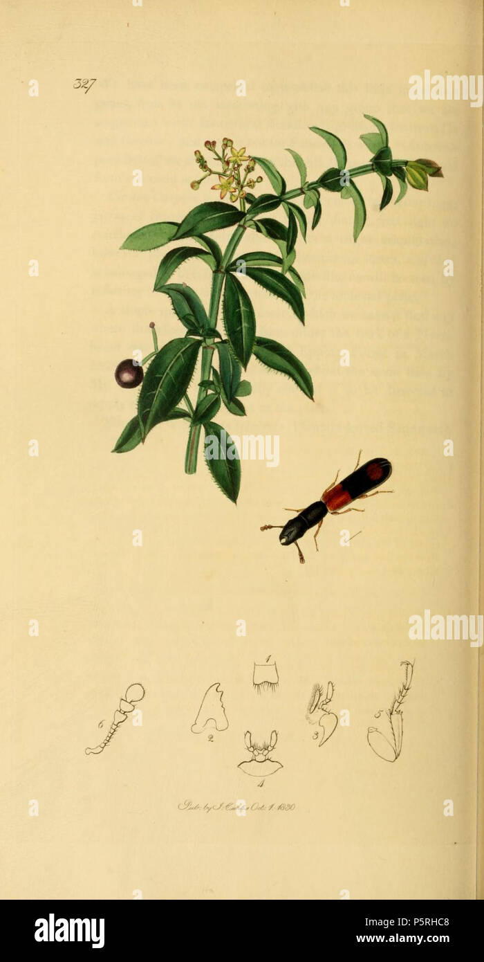 N/A. English: An illustration from British Entomology by John Curtis. Coleoptera: Nemosoma elongatum or Nemozoma elongatum (Elongated Nemosoma).The plant is Rubia peregrina (Wild Madder) . 1840s.   John Curtis  (1791–1862)     Alternative names Curtis; J. Curtis  Description British entomologist and illustrator  Date of birth/death 3 September 1791 6 October 1862  Location of birth/death Norwich, Norfolk London  Work location London  Authority control  : Q327944 VIAF:53707224 ISNI:0000 0000 7374 6250 LCCN:no89015596 Open Library:OL2514429A Oxford Dict.:6959 WorldCat 237 Britishentomologyvolume Stock Photo
