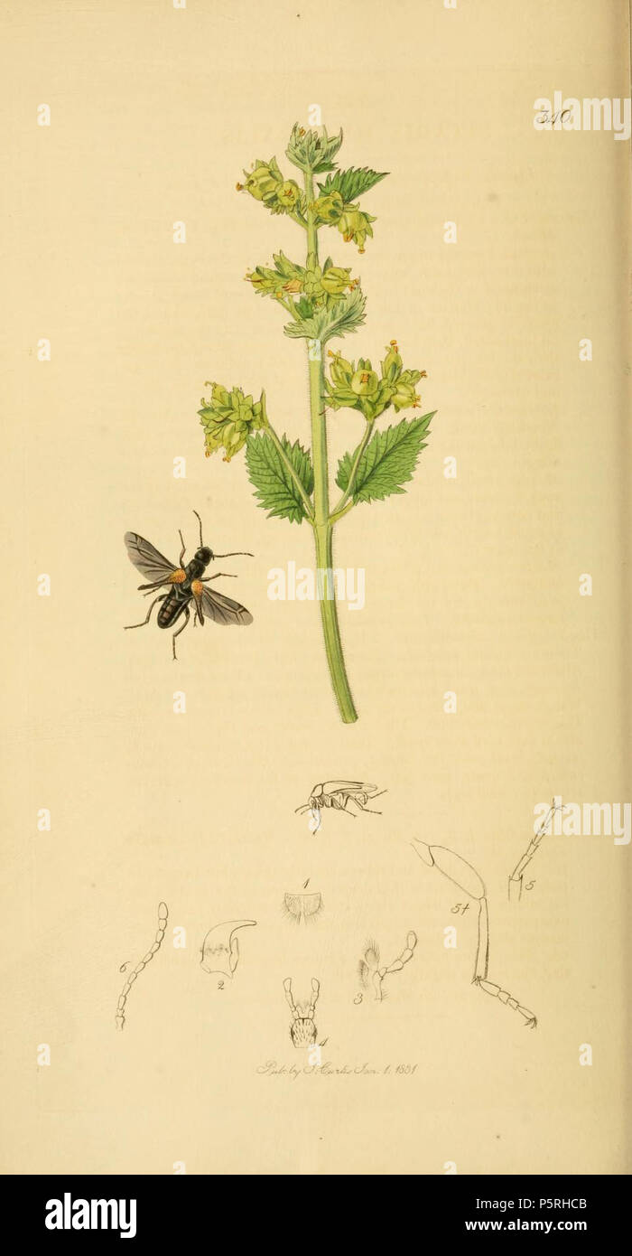 N/A. English: An illustration from British Entomology by John Curtis. Coleoptera: Sitaris humeralis or Apalus muralis (Bees’-nest Beetle).The plant is Scrophularia vernalis (Yellow Fig-wort) . between 1828 and 1840.   John Curtis  (1791–1862)     Alternative names Curtis; J. Curtis  Description British entomologist and illustrator  Date of birth/death 3 September 1791 6 October 1862  Location of birth/death Norwich, Norfolk London  Work location London  Authority control  : Q327944 VIAF:53707224 ISNI:0000 0000 7374 6250 LCCN:no89015596 Open Library:OL2514429A Oxford Dict.:6959 WorldCat 237 Bri Stock Photo