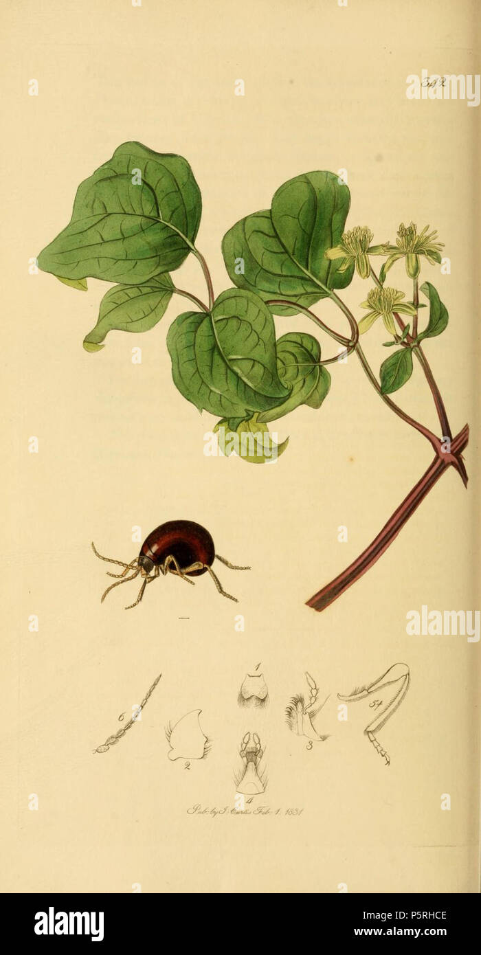 N/A. English: An illustration from British Entomology by John Curtis. Gibbium scotias or Gibbium psylloides (Northern Ptinus).The plant is Clematis vitalba (Traveller’s Joy) . between 1828 and 1840.   John Curtis  (1791–1862)     Alternative names Curtis; J. Curtis  Description British entomologist and illustrator  Date of birth/death 3 September 1791 6 October 1862  Location of birth/death Norwich, Norfolk London  Work location London  Authority control  : Q327944 VIAF:53707224 ISNI:0000 0000 7374 6250 LCCN:no89015596 Open Library:OL2514429A Oxford Dict.:6959 WorldCat 237 Britishentomologyvol Stock Photo