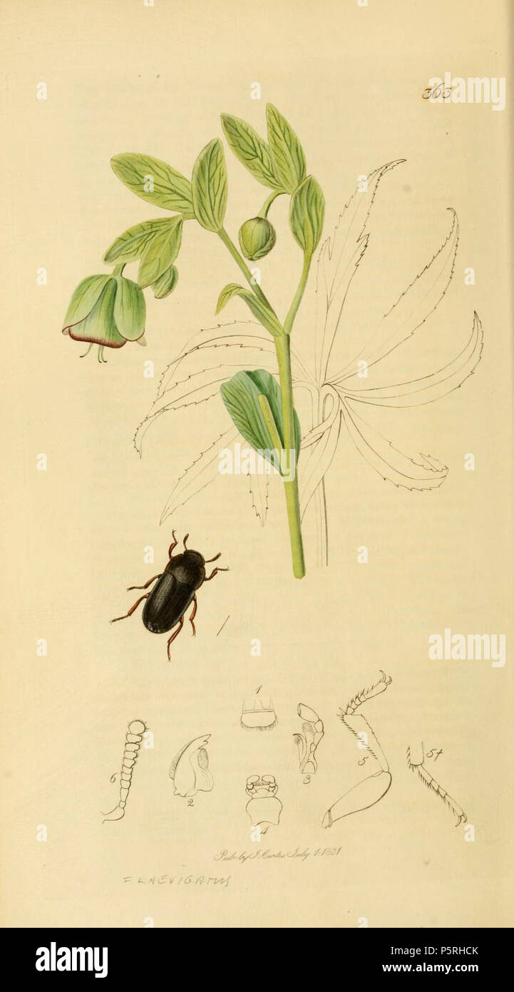 N/A. English: An illustration from British Entomology by John Curtis. Coleoptera: Uloma fagi or Alphitobius laevigatus (Bake-house beetle).The plant is Helleborus foetidus (Bear’s Foot) . before 1840.   John Curtis  (1791–1862)     Alternative names Curtis; J. Curtis  Description British entomologist and illustrator  Date of birth/death 3 September 1791 6 October 1862  Location of birth/death Norwich, Norfolk London  Work location London  Authority control  : Q327944 VIAF:53707224 ISNI:0000 0000 7374 6250 LCCN:no89015596 Open Library:OL2514429A Oxford Dict.:6959 WorldCat 237 Britishentomologyv Stock Photo