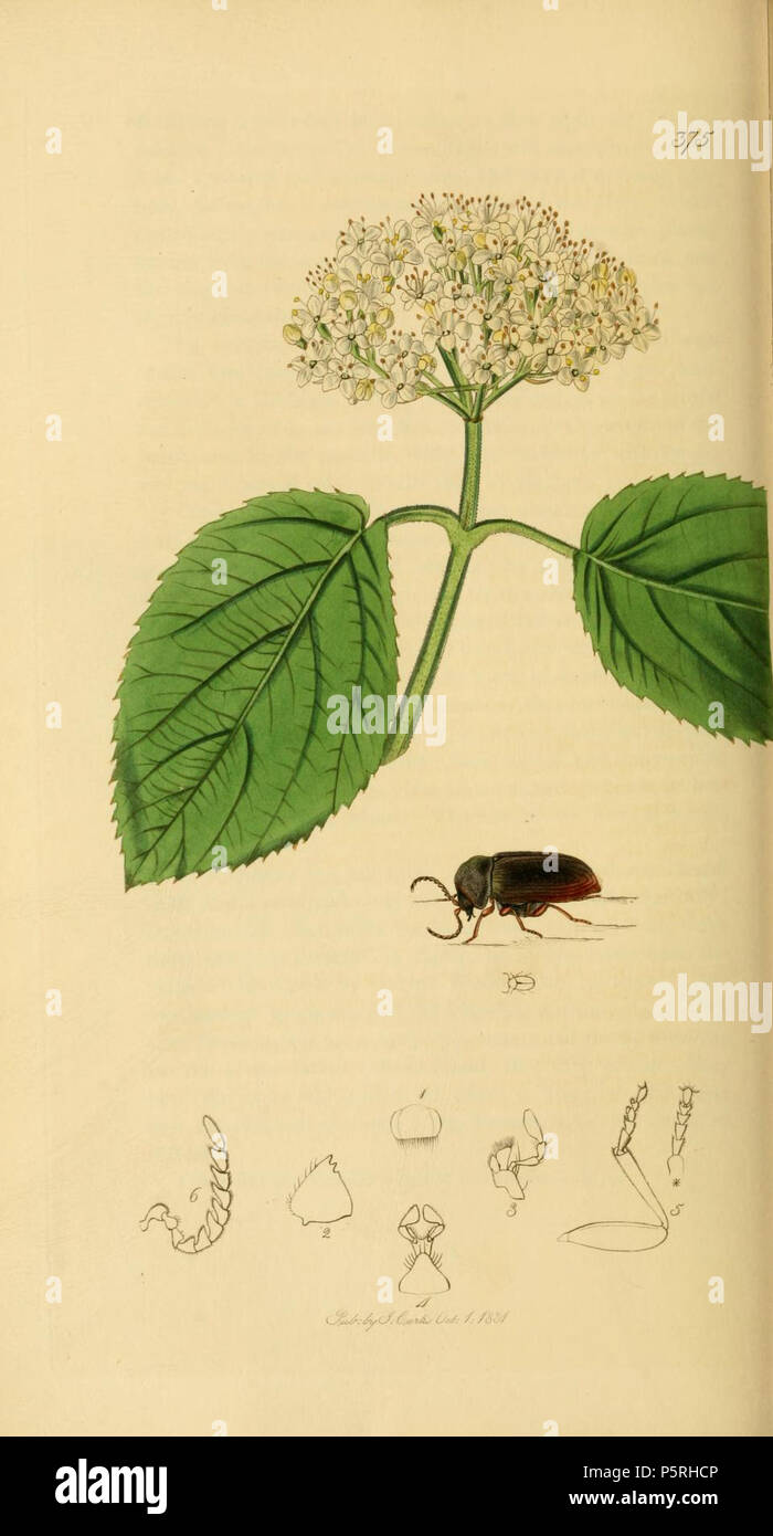N/A. English: An illustration from British Entomology by John Curtis. Coleoptera: Serrocerus pectinatus or Xyletinus longitarsis (Serrated-horned Ptinus). between 1828 and 1840.   John Curtis  (1791–1862)     Alternative names Curtis; J. Curtis  Description British entomologist and illustrator  Date of birth/death 3 September 1791 6 October 1862  Location of birth/death Norwich, Norfolk London  Work location London  Authority control  : Q327944 VIAF:53707224 ISNI:0000 0000 7374 6250 LCCN:no89015596 Open Library:OL2514429A Oxford Dict.:6959 WorldCat 237 Britishentomologyvolume2Plate375 Stock Photo