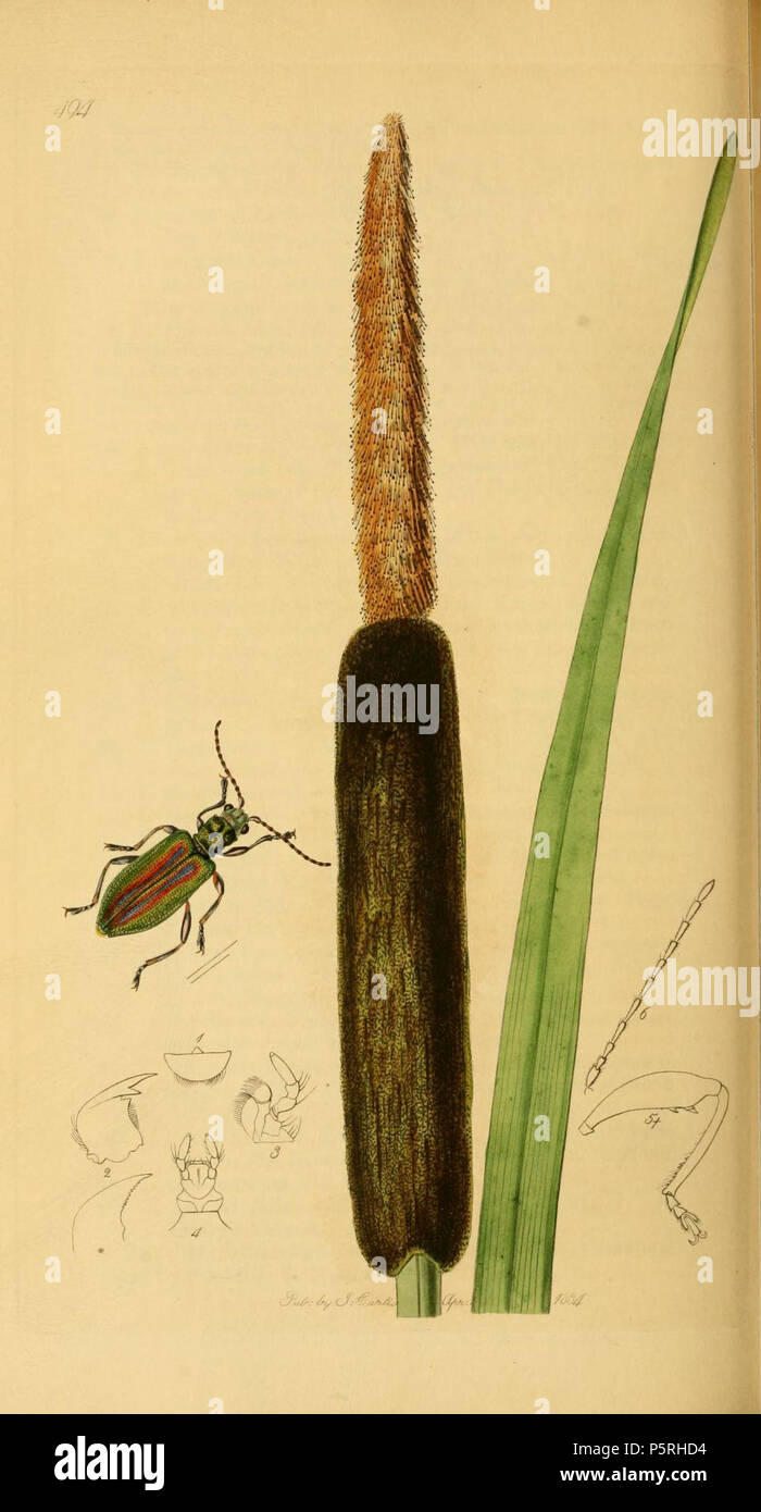 N/A. English: An illustration from British Entomology by John Curtis. Coleoptera: Donacia typhae (Reed-mace Donacia) Donacia vulgaris; with dissections from D. cincta Germ. 1840s.   John Curtis  (1791–1862)     Alternative names Curtis; J. Curtis  Description British entomologist and illustrator  Date of birth/death 3 September 1791 6 October 1862  Location of birth/death Norwich, Norfolk London  Work location London  Authority control  : Q327944 VIAF:53707224 ISNI:0000 0000 7374 6250 LCCN:no89015596 Open Library:OL2514429A Oxford Dict.:6959 WorldCat 237 Britishentomologyvolume2Plate494 Stock Photo
