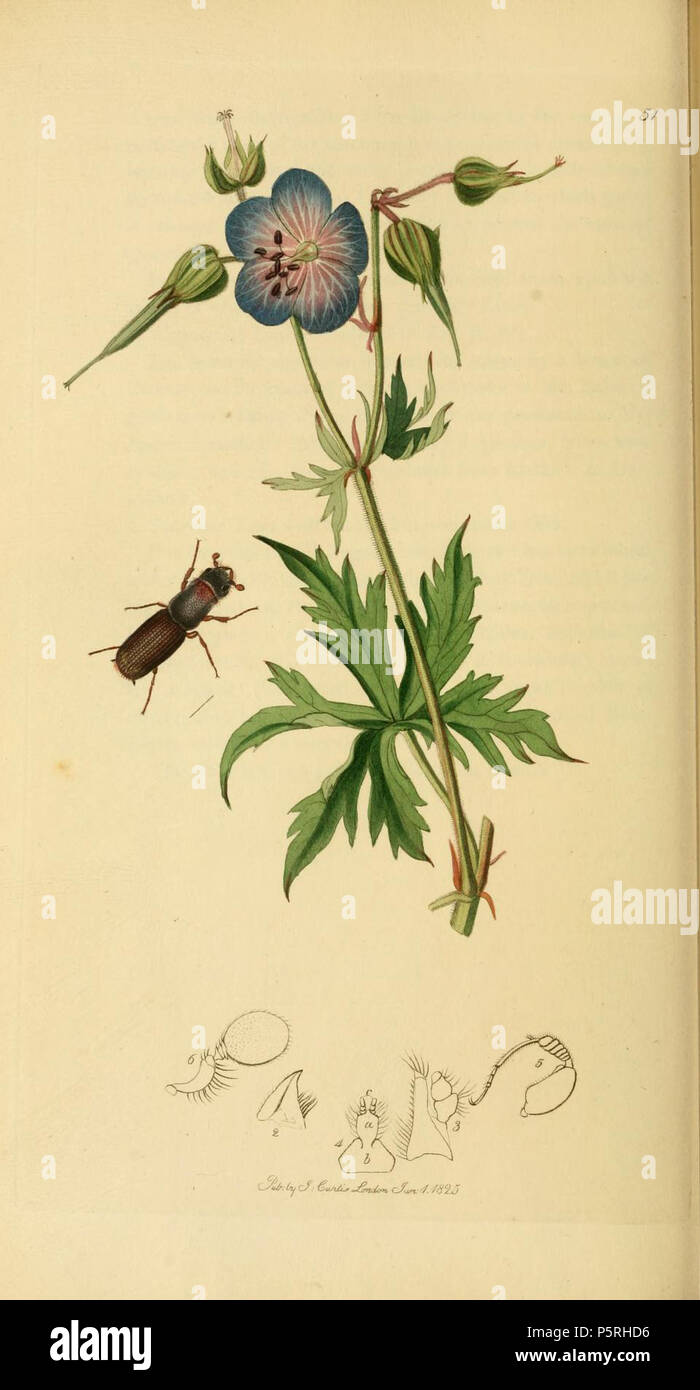 N/A. English: An illustration from British Entomology by John Curtis. Coleoptera: Platypus cylindrus (Cylindric Ambrosia Beetle). 1840s.   John Curtis  (1791–1862)     Alternative names Curtis; J. Curtis  Description British entomologist and illustrator  Date of birth/death 3 September 1791 6 October 1862  Location of birth/death Norwich, Norfolk London  Work location London  Authority control  : Q327944 VIAF:53707224 ISNI:0000 0000 7374 6250 LCCN:no89015596 Open Library:OL2514429A Oxford Dict.:6959 WorldCat 237 Britishentomologyvolume2Plate51 Stock Photo