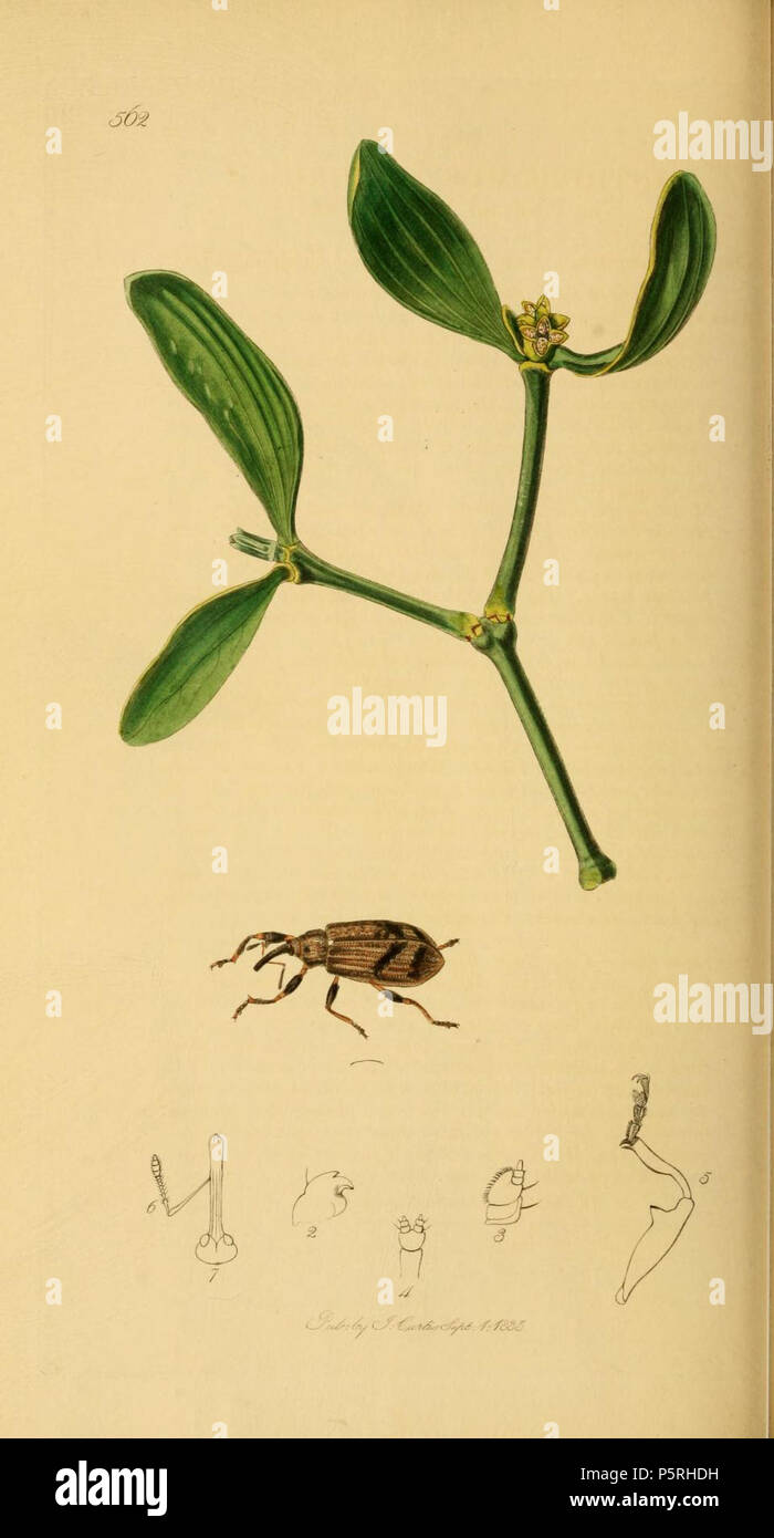 N/A. English: An illustration from British Entomology by John Curtis. Coleoptera: Anthonomus pomorum (Pear-and-apple Weevil). 1840s.   John Curtis  (1791–1862)     Alternative names Curtis; J. Curtis  Description British entomologist and illustrator  Date of birth/death 3 September 1791 6 October 1862  Location of birth/death Norwich, Norfolk London  Work location London  Authority control  : Q327944 VIAF:53707224 ISNI:0000 0000 7374 6250 LCCN:no89015596 Open Library:OL2514429A Oxford Dict.:6959 WorldCat 237 Britishentomologyvolume2Plate562 Stock Photo