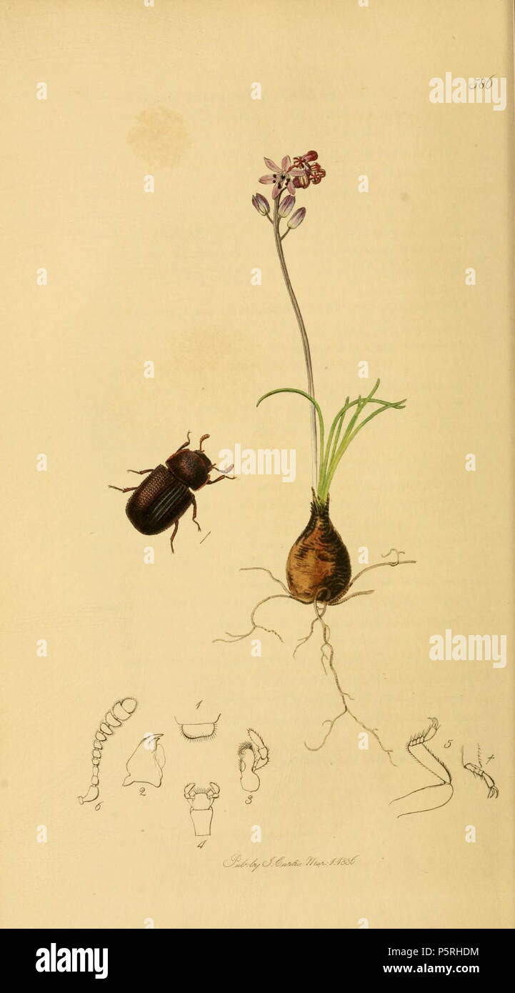 N/A. English: An illustration from British Entomology by John Curtis. Coleoptera: Bolitophagus agricola or Eledona agricola . before 1840.   John Curtis  (1791–1862)     Alternative names Curtis; J. Curtis  Description British entomologist and illustrator  Date of birth/death 3 September 1791 6 October 1862  Location of birth/death Norwich, Norfolk London  Work location London  Authority control  : Q327944 VIAF:53707224 ISNI:0000 0000 7374 6250 LCCN:no89015596 Open Library:OL2514429A Oxford Dict.:6959 WorldCat 237 Britishentomologyvolume2Plate586 Stock Photo