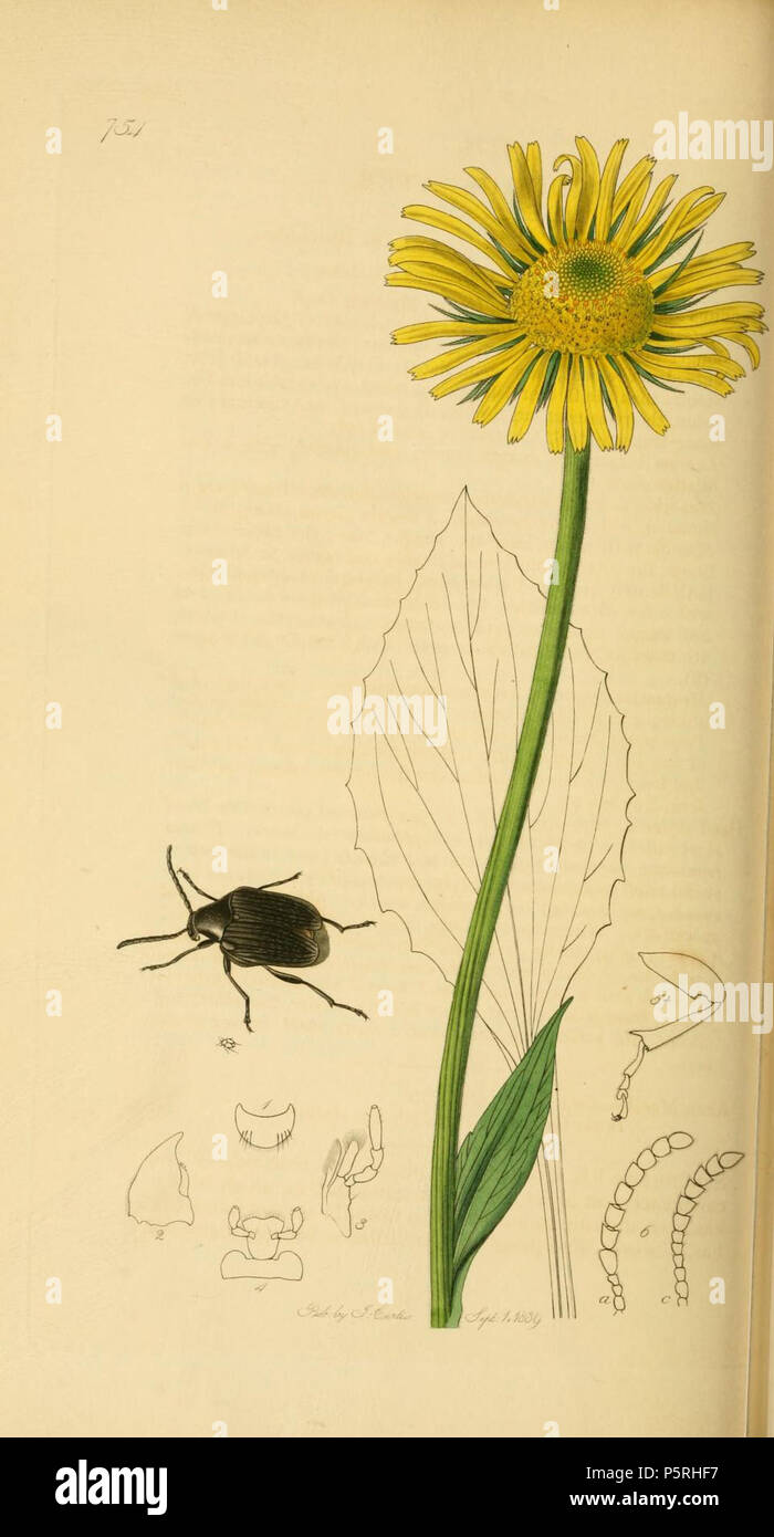 N/A. English: An illustration from British Entomology by John Curtis. Bruchus ater at Doronicum pardalianches. 1840s.   John Curtis  (1791–1862)     Alternative names Curtis; J. Curtis  Description British entomologist and illustrator  Date of birth/death 3 September 1791 6 October 1862  Location of birth/death Norwich, Norfolk London  Work location London  Authority control  : Q327944 VIAF:53707224 ISNI:0000 0000 7374 6250 LCCN:no89015596 Open Library:OL2514429A Oxford Dict.:6959 WorldCat 237 Britishentomologyvolume2Plate754 Stock Photo