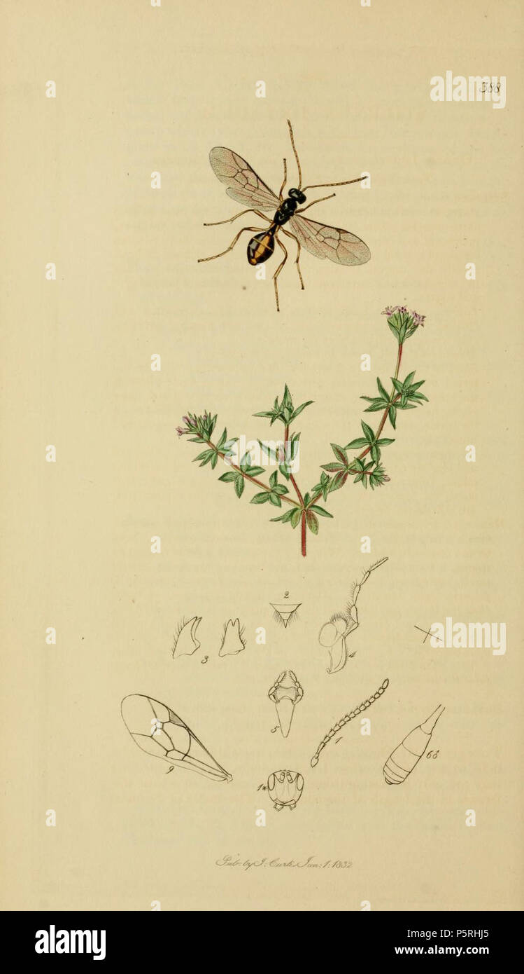 N/A. English: An illustration from British Entomology by John Curtis.Stilpnus dryadum the Stilpnus of the Woods . 1840s.   John Curtis  (1791–1862)     Alternative names Curtis; J. Curtis  Description British entomologist and illustrator  Date of birth/death 3 September 1791 6 October 1862  Location of birth/death Norwich, Norfolk London  Work location London  Authority control  : Q327944 VIAF:53707224 ISNI:0000 0000 7374 6250 LCCN:no89015596 Open Library:OL2514429A Oxford Dict.:6959 WorldCat 237 Britishentomologyvolume3Plate388 Stock Photo