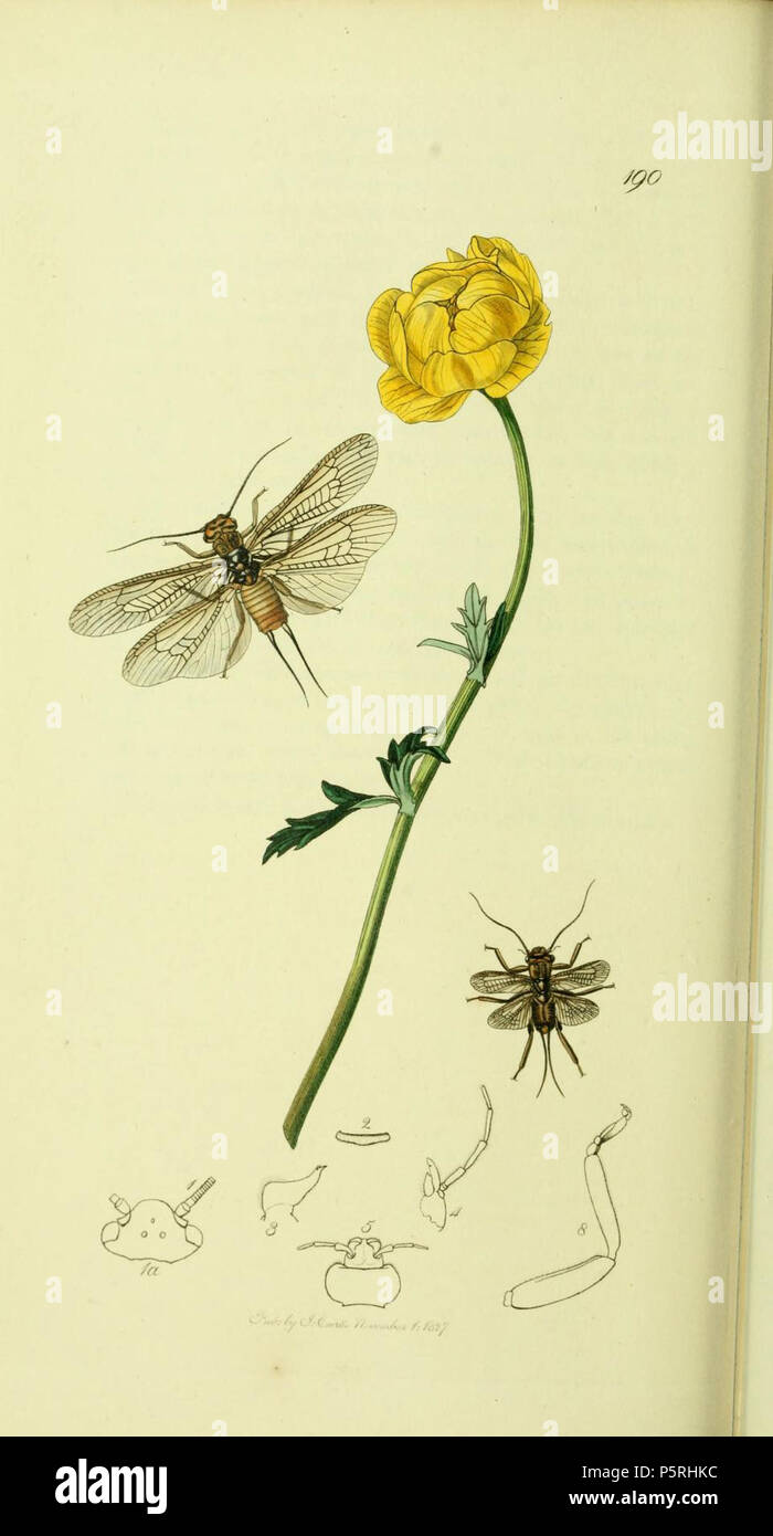 N/A. English: An illustration from British Entomology by John Curtis.Plecoptera: Perla cephalotes Synonym Dinocras cephalotes (Perlidae: Broad-headed Stone-fly) . 1840s.   John Curtis  (1791–1862)     Alternative names Curtis; J. Curtis  Description British entomologist and illustrator  Date of birth/death 3 September 1791 6 October 1862  Location of birth/death Norwich, Norfolk London  Work location London  Authority control  : Q327944 VIAF:53707224 ISNI:0000 0000 7374 6250 LCCN:no89015596 Open Library:OL2514429A Oxford Dict.:6959 WorldCat 237 Britishentomologyvolume4Plate190 Stock Photo