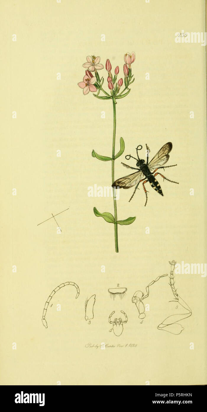 Pompilus Rufipes Pompilus wasp hi-res stock photography and images - Alamy