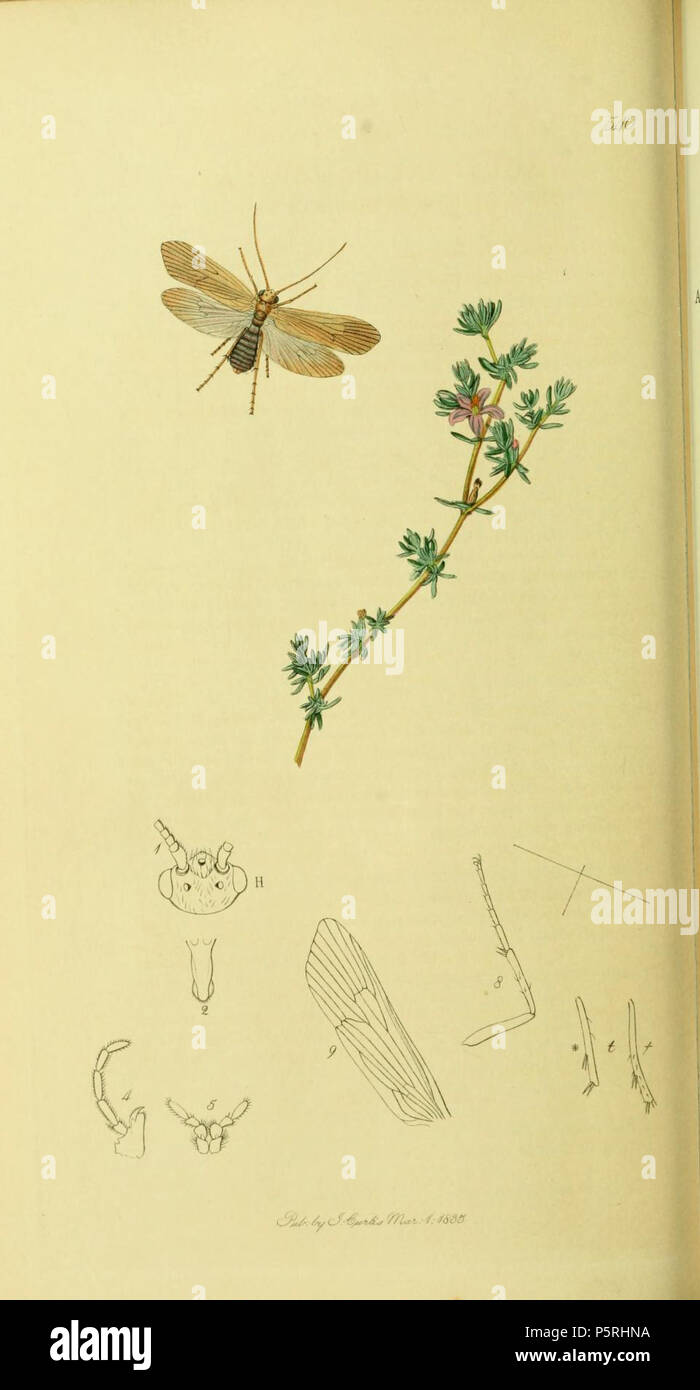 Victorian Insect Science Victorian entomology reference hi-res stock photography and images - Alamy