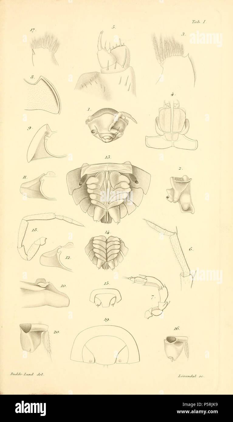 N/A. English: Plate 1 . between 1899 and 1904. Gustav Budde-Lund (1846-1911) 248 Budde-Lund - Revision of Crustacea isopoda terrestria 01 Stock Photo