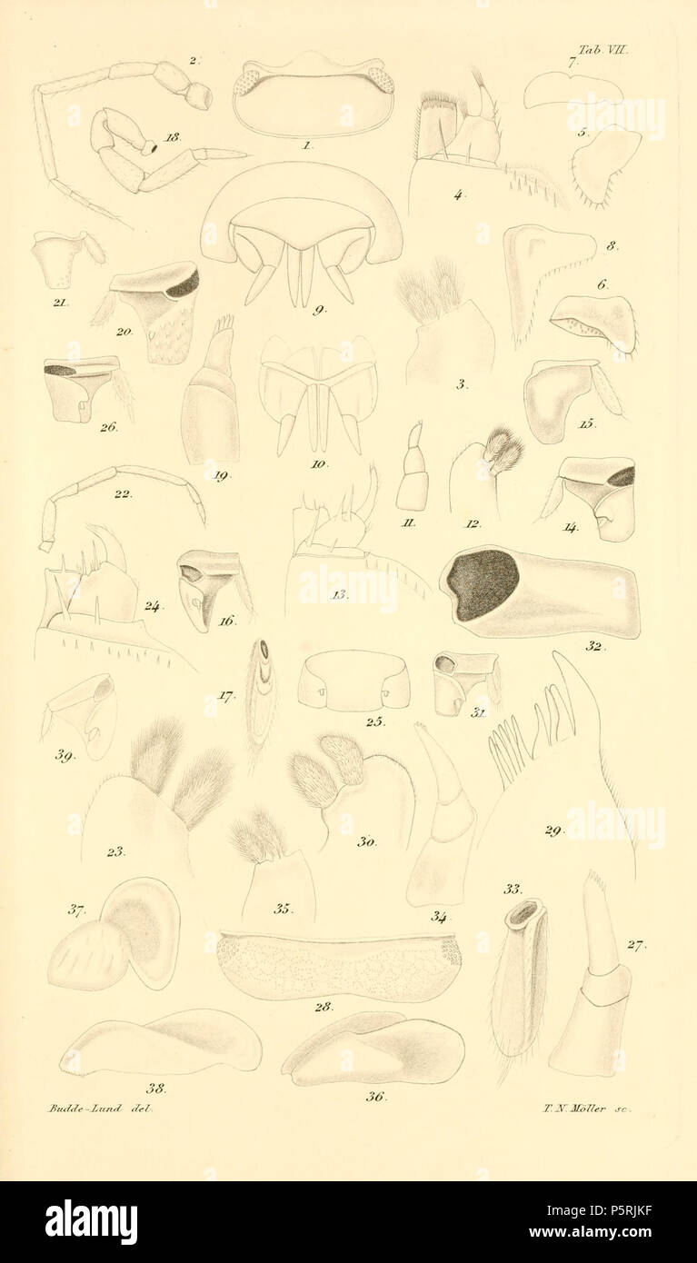 N/A. English: Plate 7 . between 1899 and 1904. Gustav Budde-Lund (1846-1911) 248 Budde-Lund - Revision of Crustacea isopoda terrestria 07 Stock Photo