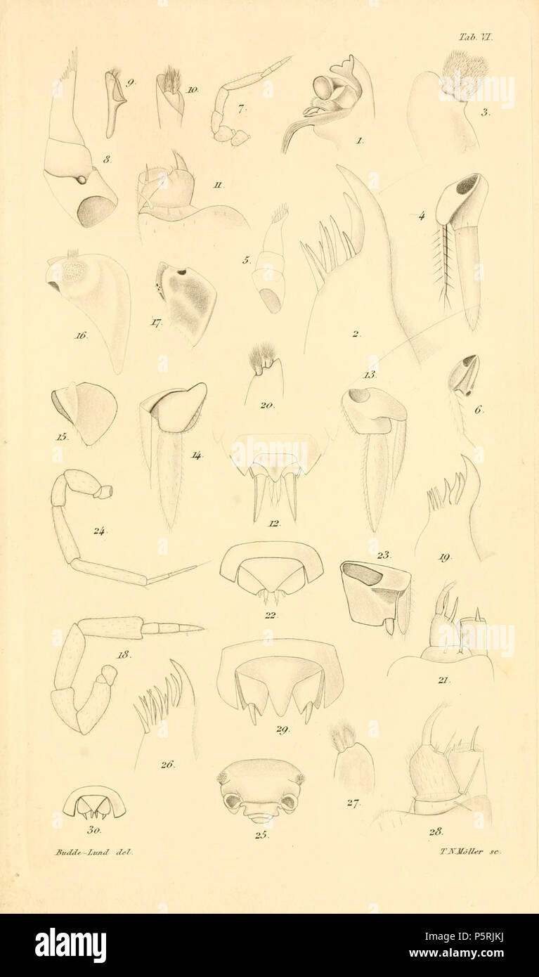 N/A. English: Plate 6 . between 1899 and 1904. Gustav Budde-Lund (1846-1911) 248 Budde-Lund - Revision of Crustacea isopoda terrestria 06 Stock Photo