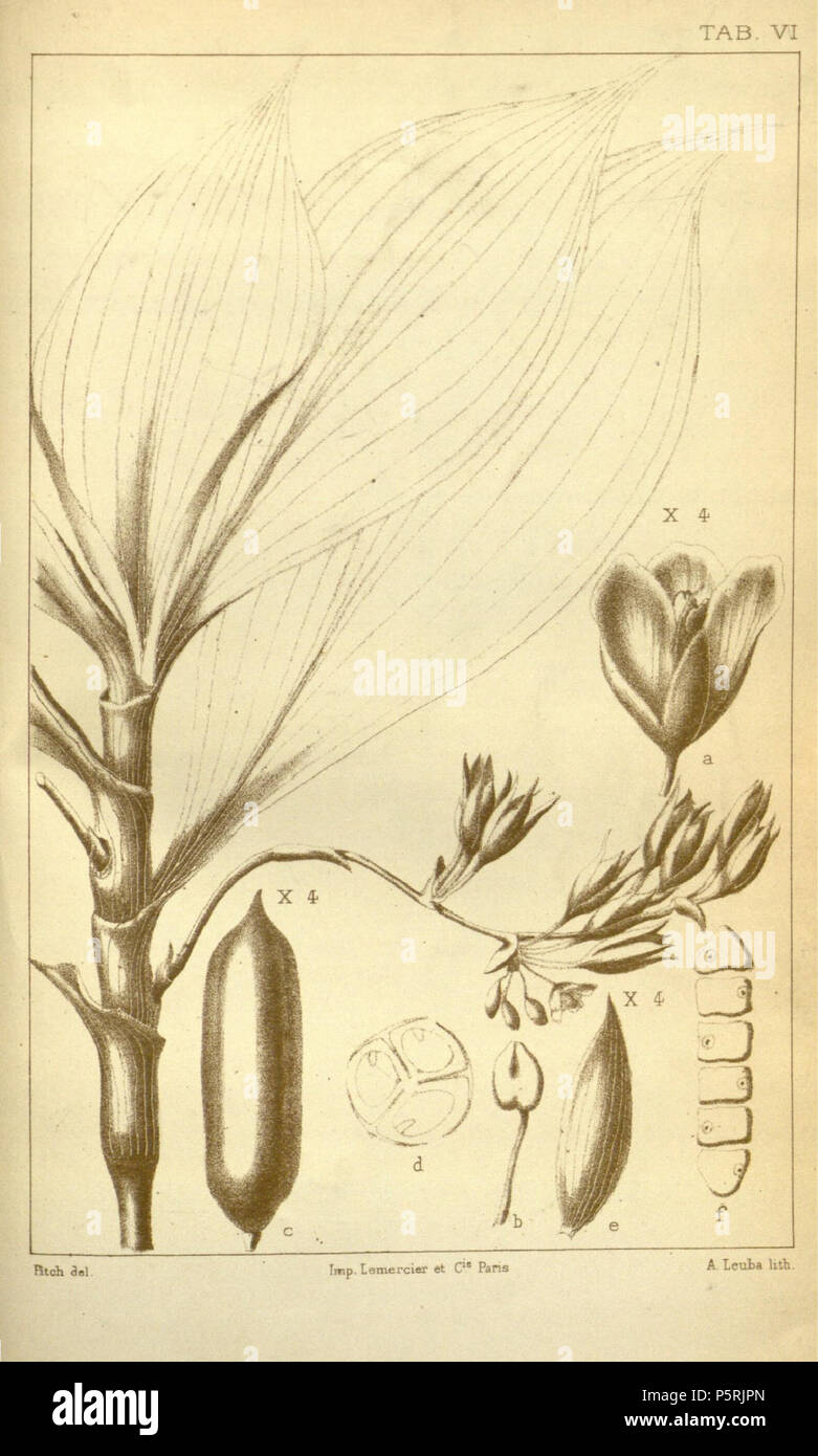 N/A. English: Illustration of Buforrestia mannii in the original publication of both the genus and species. a. Flower b. Stamen c. Capsule, dorsal viewl d. Capsule, horizontal section e. Sepals, enlarged after capsule growth f. Seeds and single locule capsule, dorsal view . 1881. C.B. Clarke in Alphonse Pyramus de Candolle; Lithography by A. Leuba 248 Buforrestia manii CB Clarke Monographiae Phaneorogamarum Tab 7 Stock Photo