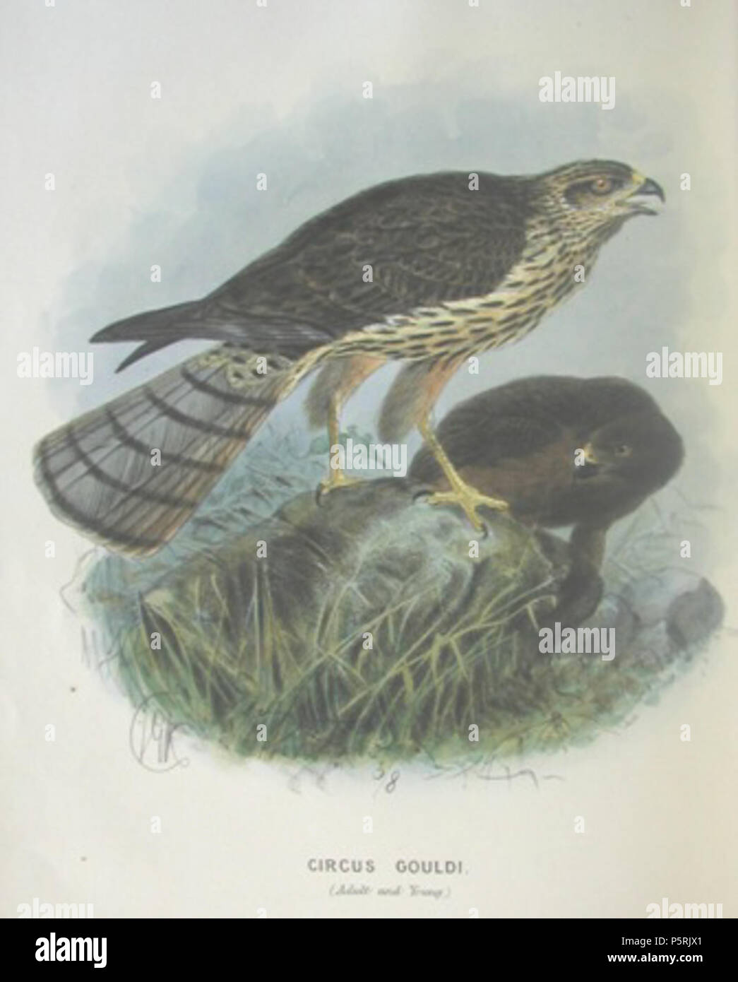 N/A. English: Title “Circus gouldi (Adult and Young)”. Juvenile (right) and adult Swamp Harrier (Circus approximans gouldi), subspecies of New Zealand. Originally published in: Walter Lawry Buller: Birds of New Zealand, 1873. Deutsch: Titel: „Circus gouldi (Adult and Young)“. Juvenile (rechts) und adulte Sumpfweihe (Circus approximans gouldi), neuseeländische Unterart. Ursprünglich aus: Walter Lawry Buller: Birds of New Zealand, 1873. 1873.   John Gerrard Keulemans  (1842–1912)      Alternative names Johannes Gerardus Keulemans; J. G. Keulemans  Description Dutch ornithologist and artist  Date Stock Photo