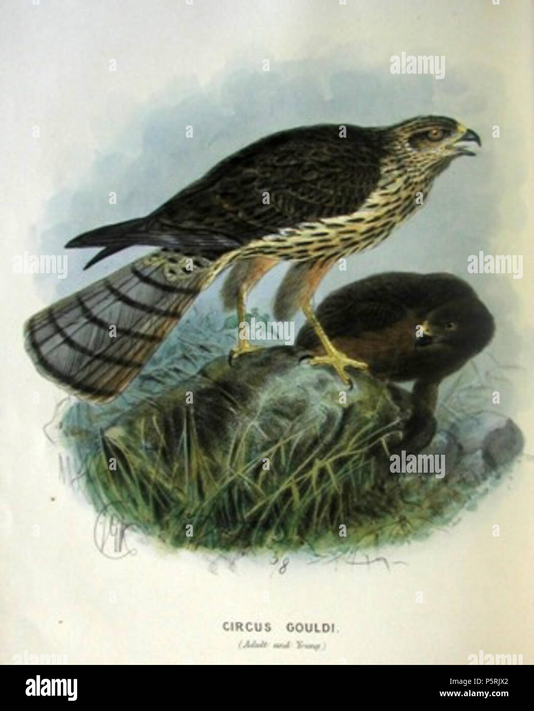 N/A. English: Title “Circus gouldi (Adult and Young)”. Juvenile (right) and adult Swamp Harrier (Circus approximans gouldi), subspecies of New Zealand. Originally published in: Walter Lawry Buller: Birds of New Zealand, 1873. Deutsch: Titel: „Circus gouldi (Adult and Young)“. Juvenile (rechts) und adulte Sumpfweihe (Circus approximans gouldi), neuseeländische Unterart. Ursprünglich aus: Walter Lawry Buller: Birds of New Zealand, 1873. 1873.   John Gerrard Keulemans  (1842–1912)      Alternative names Johannes Gerardus Keulemans; J. G. Keulemans  Description Dutch ornithologist and artist  Date Stock Photo