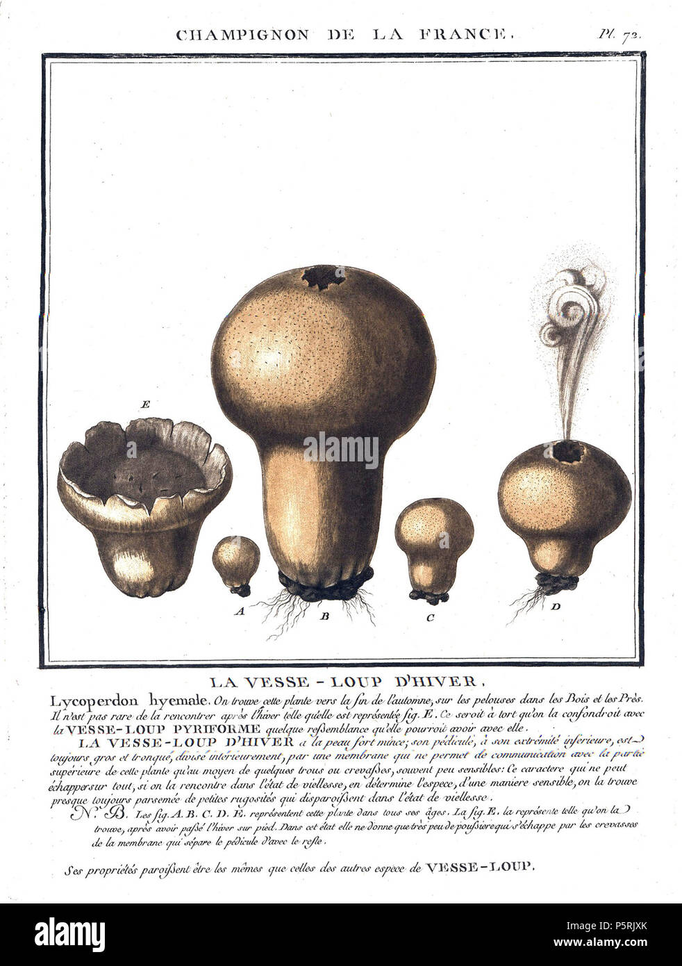 N/A. Lycoperdon hyemale - Plate 72 from 'Champignons de la France' . between 1780 and 1791. Jean Baptiste François Pierre Bulliard (c1742-1793) 249 Bulliard01 Stock Photo