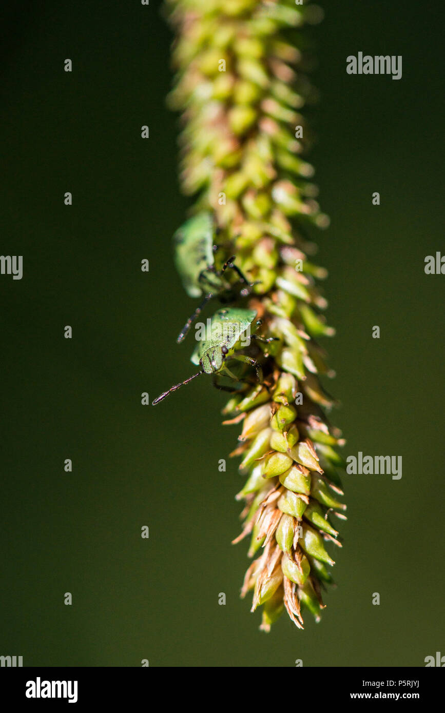 Two green shield bug 3rd instar  nymphs (Palomena prasina) on pendulous sedge (Carex pendula) Stock Photo