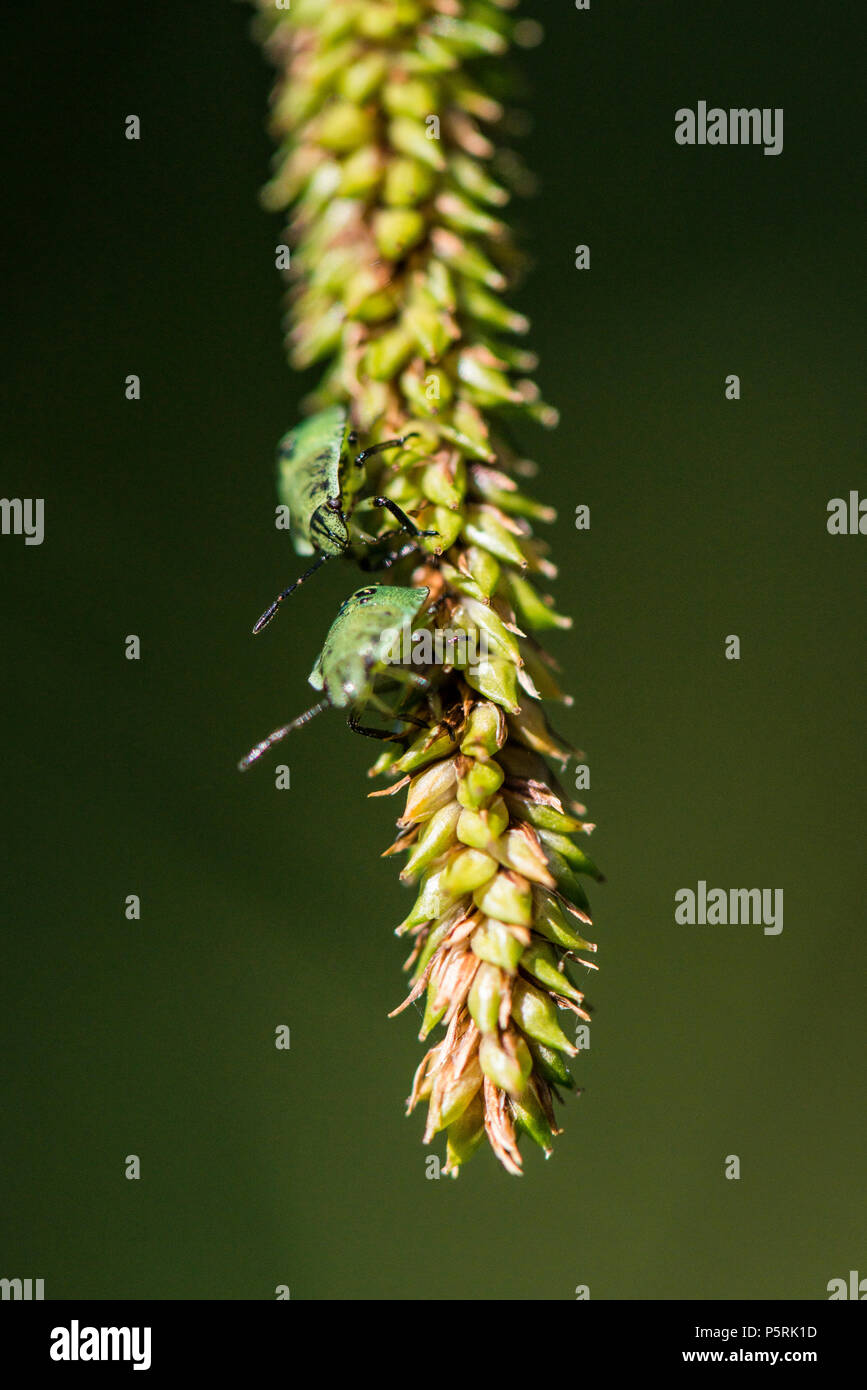 Two green shield bug 3rd instar  nymphs (Palomena prasina) on pendulous sedge (Carex pendula) Stock Photo