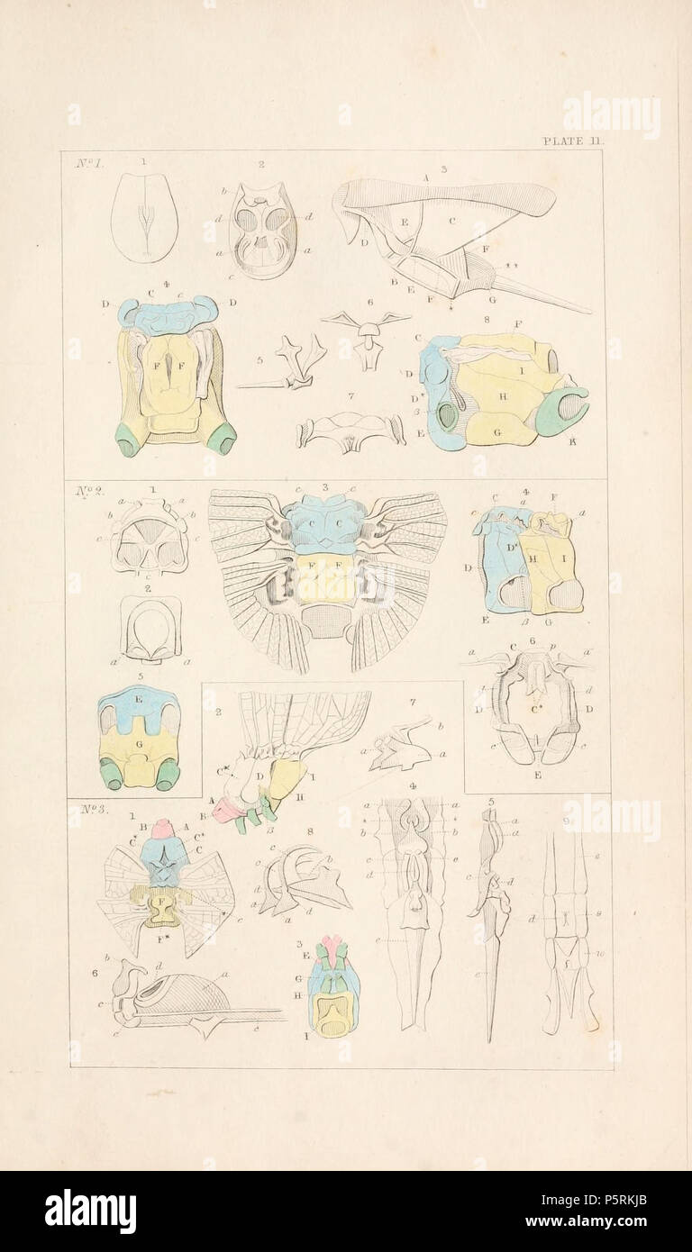 N/A. English: As file . 1836. Hermann Burmeister 251 Burmeister2 Stock ...