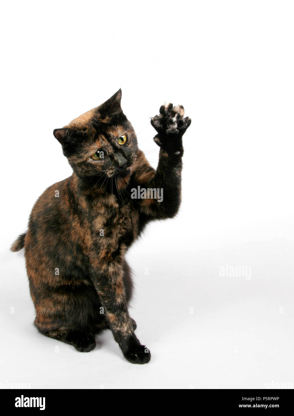 Cat paw in air hires stock photography and images Alamy