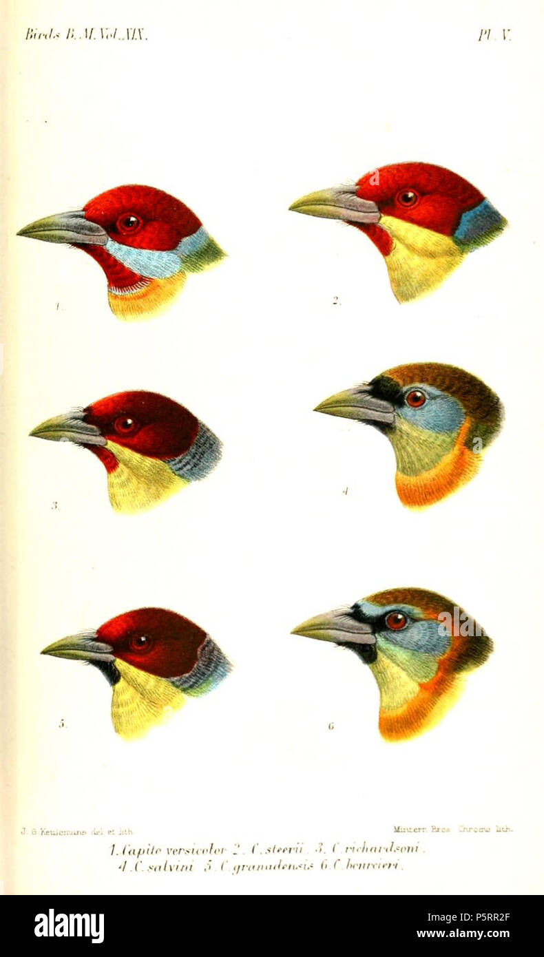 N/A. 1. (top left) Capito versicolor Müll. = Eubucco versicolor versicolor (P.L.S.Müller, 1776) 2. (top right) C[apito] steeri Scl. & Salv. = Eubucco versicolor steeri (P.L.Sclater, 1878) 3. (center left) C[apito] richardsoni Gray = Eubucco richardsoni richardsoni (G.R.Gray, 1846) 4. (center right) C[apito] salvini Shelley = Eubucco bourcierii salvini (Shelley, 1891) 5. (bottom left) C[apito] granadensis Shelley = Eubucco richardsoni richardsoni (G.R.Gray, 1846) 6. (bottom right) C[apito] bourcieri (Lafr.) = Eubucco bourcierii bourcierii (Lafresnaye, 1845) English: Versicoloured Barbet (top ro Stock Photo