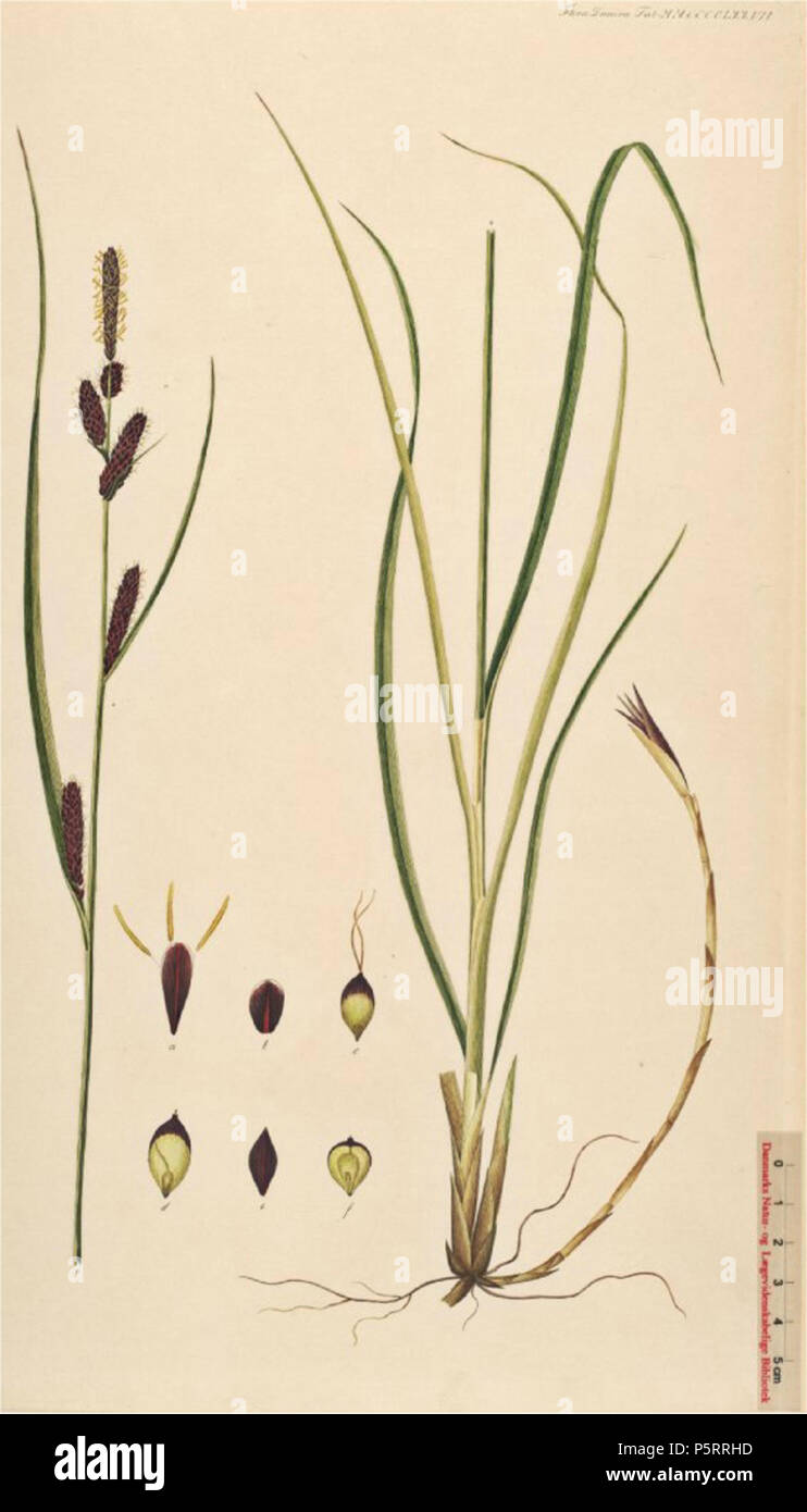 N/A. English: Carex aquatilis Nederlands: Noordse zegge . Flora Danica Georg Christian Oeder e.a. (1761-1888) 271 Carex aquatilis, Noordse zegge (1) Stock Photo