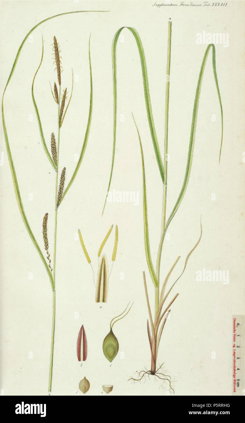 N/A. English: Carex aquatilis Nederlands: Noordse zegge . Flora Danica Georg Christian Oeder e.a. (1761-1888) 271 Carex aquatilis, Noordse zegge (2) Stock Photo
