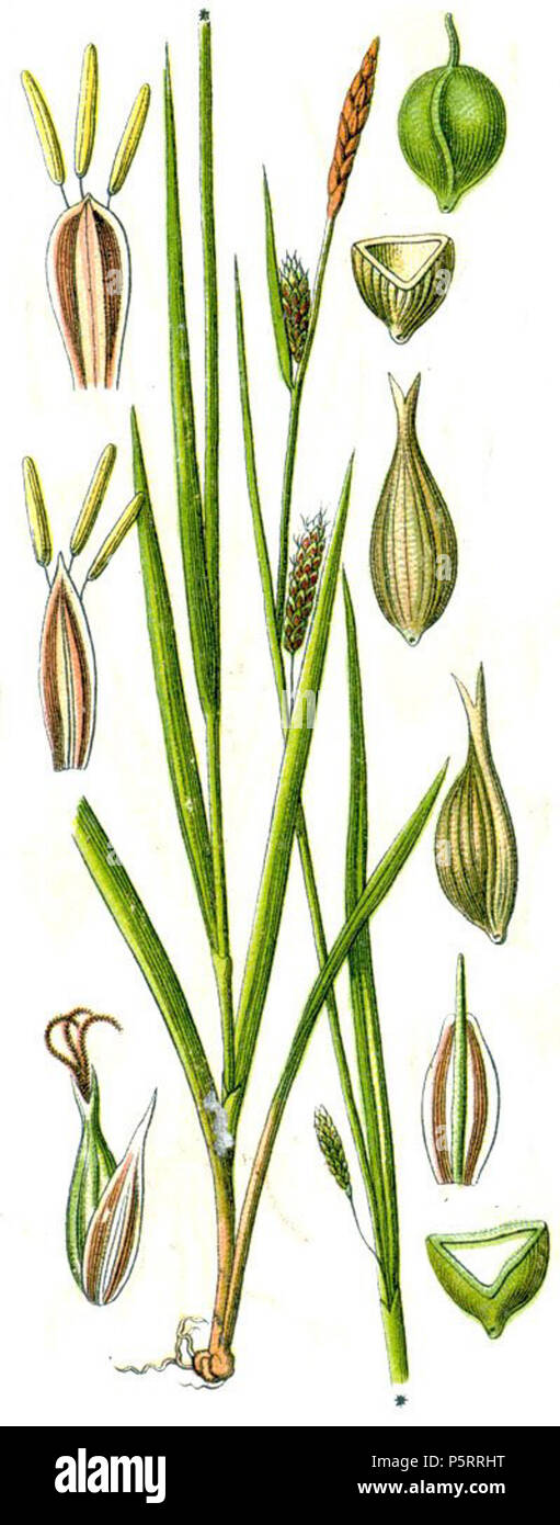 N/A. Latina: Carex laevigata . 1796. Johann Georg Sturm 271 Carex laevigata Stock Photo