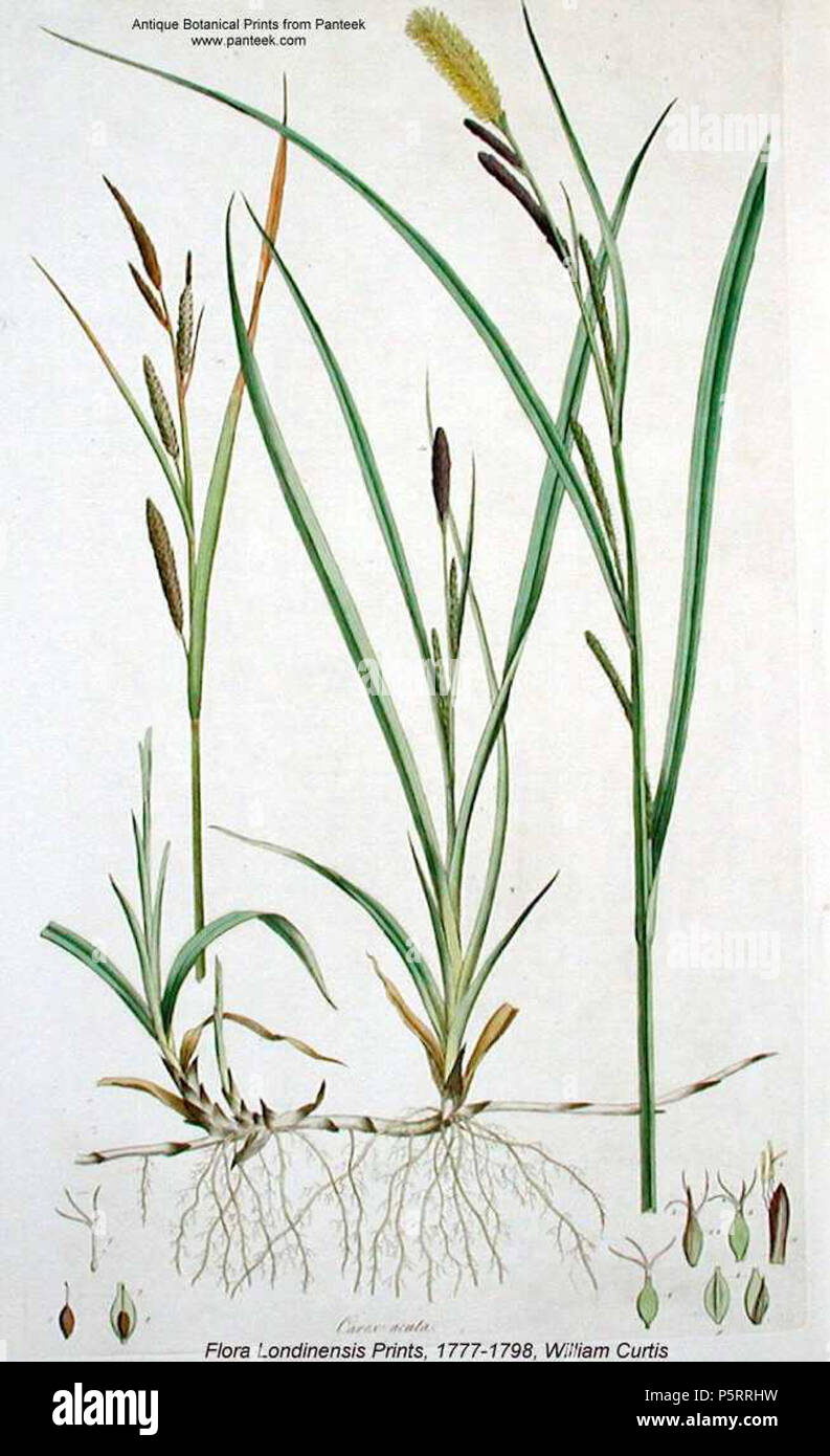 N/A. Carex nigra . between 1777 and 1798. William Curtis 271 Carex nigra illustration (1) Stock Photo