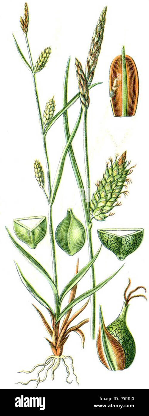 N/A. Latina: Carex punctata . 1796. Johann Georg Sturm 271 Carex punctata Stock Photo