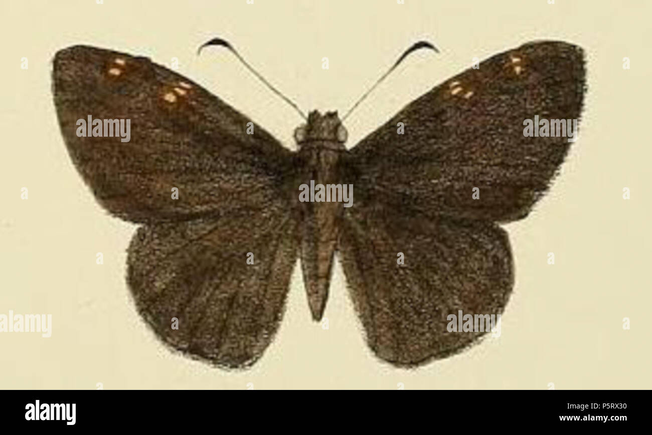N/A. English: Frederic Moore The Lepidoptera of Ceylon Plate 68 Warning some taxa/names may be misidentified/misapplied or placed in a different genus Fig. 6 Hantana infernus = Celaenorrhinus spilothyrus (Felder, 1868)  . 1890. Frederic Moore 285 Celaenorrhinus spilothyrus2 Stock Photo