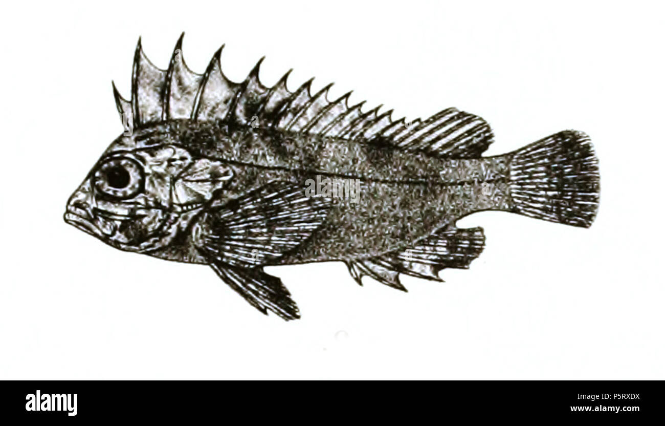N/A. Paracentropogon longispinis syn. Centropogon indicus The species names / identity need verification. The original plates showed the fishes facing right and have been flipped here. Centropogon indicus . 1878.   George Henry Ford  (1808–1876)    Alternative names G. H. Ford  Description artist  Date of birth/death 20 May 1808 1876  Location of birth/death Cape Colony London  Authority control  : Q17105498 VIAF:317102730 LCCN:n2015185868 WorldCat 286 Centropogon indicus Ford 38 Stock Photo