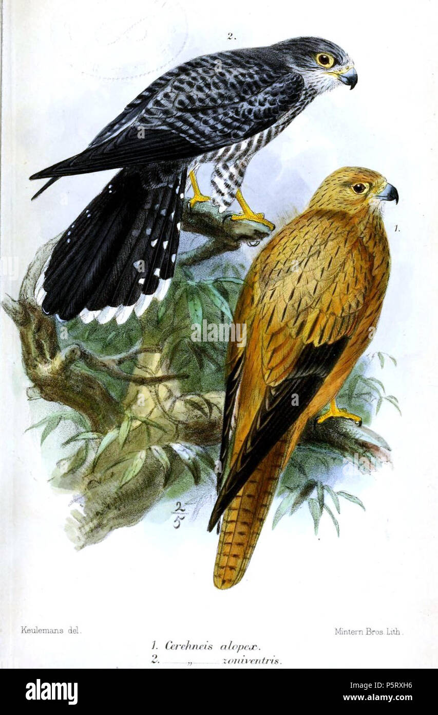 N/A. 1. (below) Cerchneis alopex Heugl. = Falco alopex (Heuglin, 1861) 2. (above) [Cerchneis] zoniventris Peters = Falco zoniventris Peters, 1854 English: Banded Kestrel (above), Fox Kestrel (below) . 1874.   John Gerrard Keulemans  (1842–1912)      Alternative names Johannes Gerardus Keulemans; J. G. Keulemans  Description Dutch ornithologist and artist  Date of birth/death 8 June 1842 29 December 1912  Location of birth/death Rotterdam London  Authority control  : Q1335286 VIAF:42113661 ISNI:0000 0000 6313 981X ULAN:500041975 LCCN:no98083374 NLA:35268760 WorldCat    Richard Bowdler Sharpe (t Stock Photo