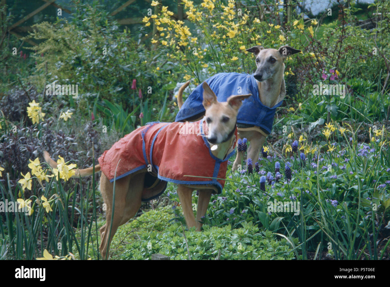Two whippets wearing blue and red coats standing among daffodils in garden border Stock Photo