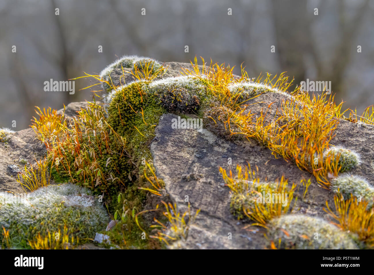 low angle closeup shot showing some moss vegetation on grey stone in natural back Stock Photo