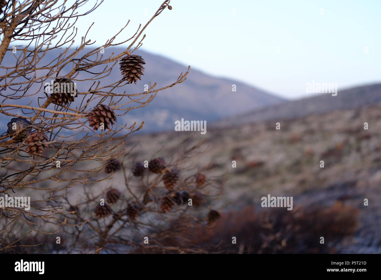 PineTrees ( Pinus halepensis ) with Cones after only just Surviving a Recent Mountain Fire. Saronida, Greece. Stock Photo