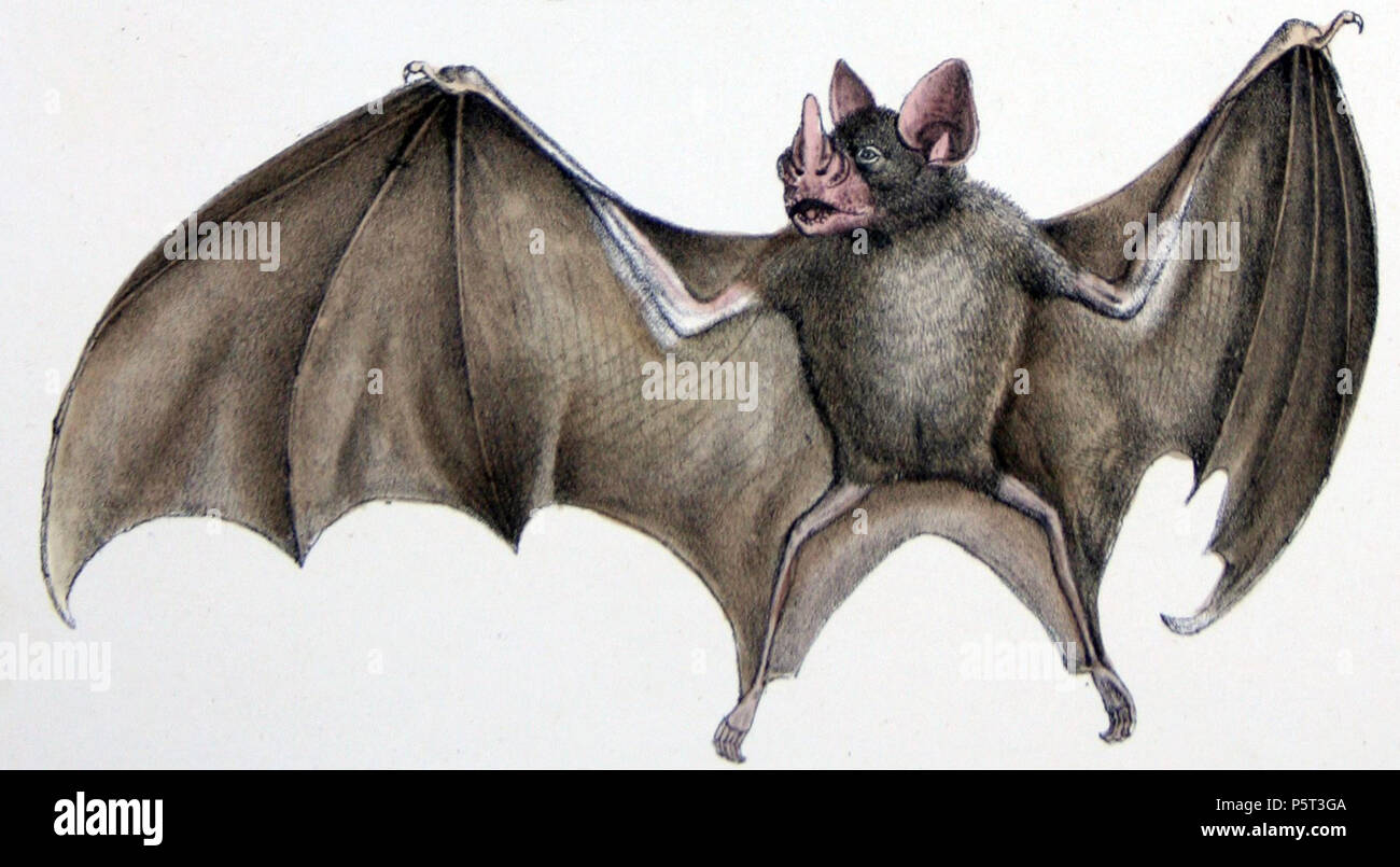 Cheiropteres hi-res stock photography and images - Alamy