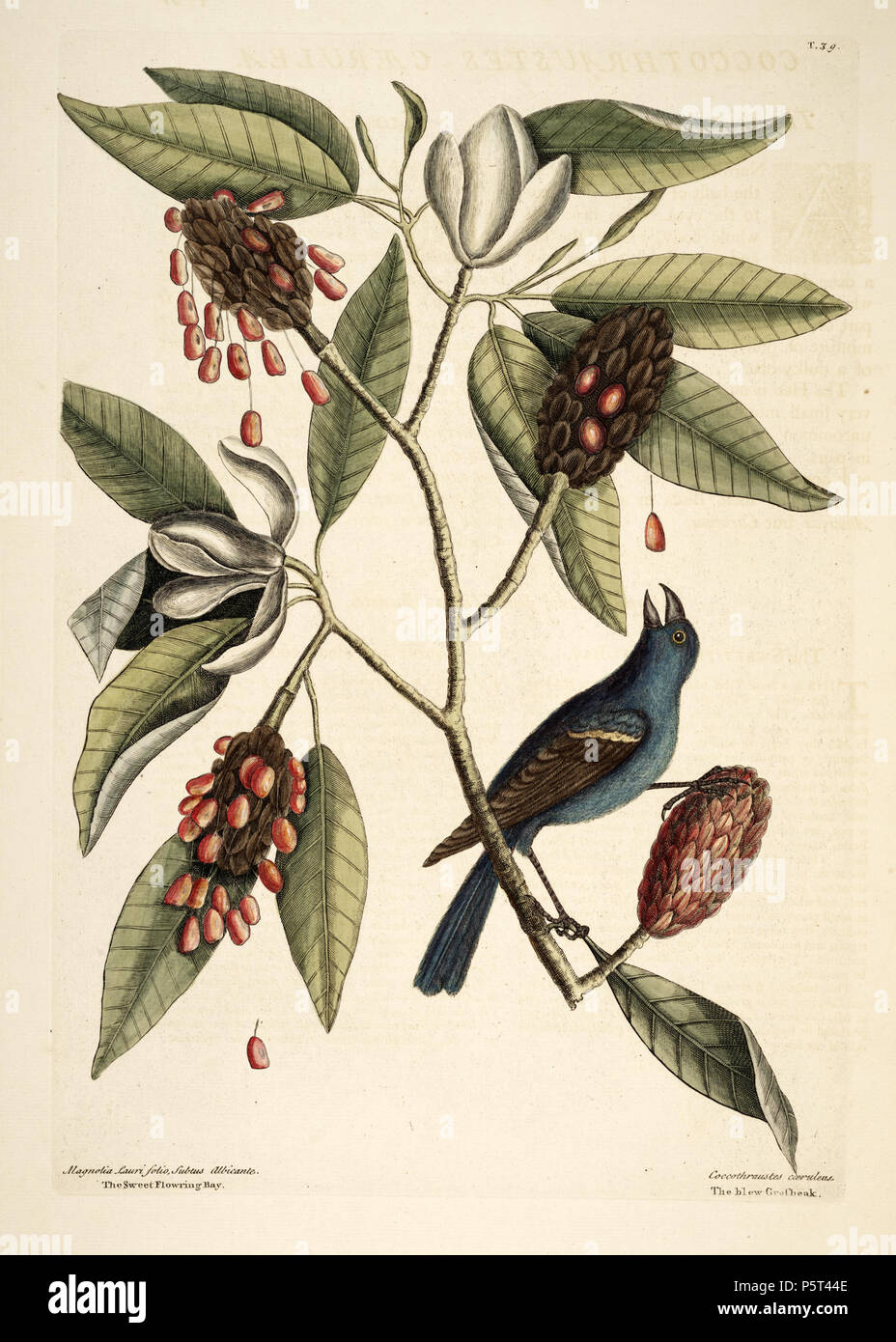 N/A. English: Mark Catesby (1730), Natural History of Carolina etc., plate 39, with Magnolia lauri folio, subtus albicante, the Sweet Bay (Magnolia virginiana) and Coccothraustes coeruleus ('caerulea' in the accompanying text), the Blue Grosbeak (Passerina caerulea). Nederlands: Mark Catesby (1730), Natural History of Carolina etc., plaat 39, met Magnolia lauri folio, subtus albicante (Magnolia virginiana) en Coccothraustes coeruleus ('caerulea' in de bijbehorende tekst), de blauwe bisschop (Passerina caerulea). Deutsch: Mark Catesby (1730), Natural History of Carolina etc., Tafel 39, mit Magn Stock Photo