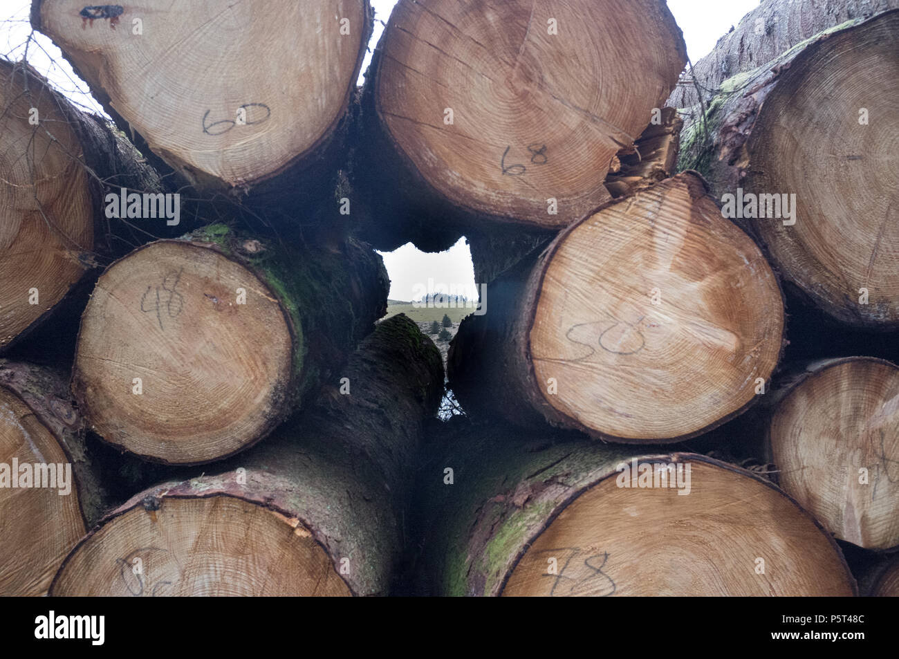 Stack of Recently Felled timber with view of Dartmoor Landscape in between the wood. Dartmoor, England. Stock Photo