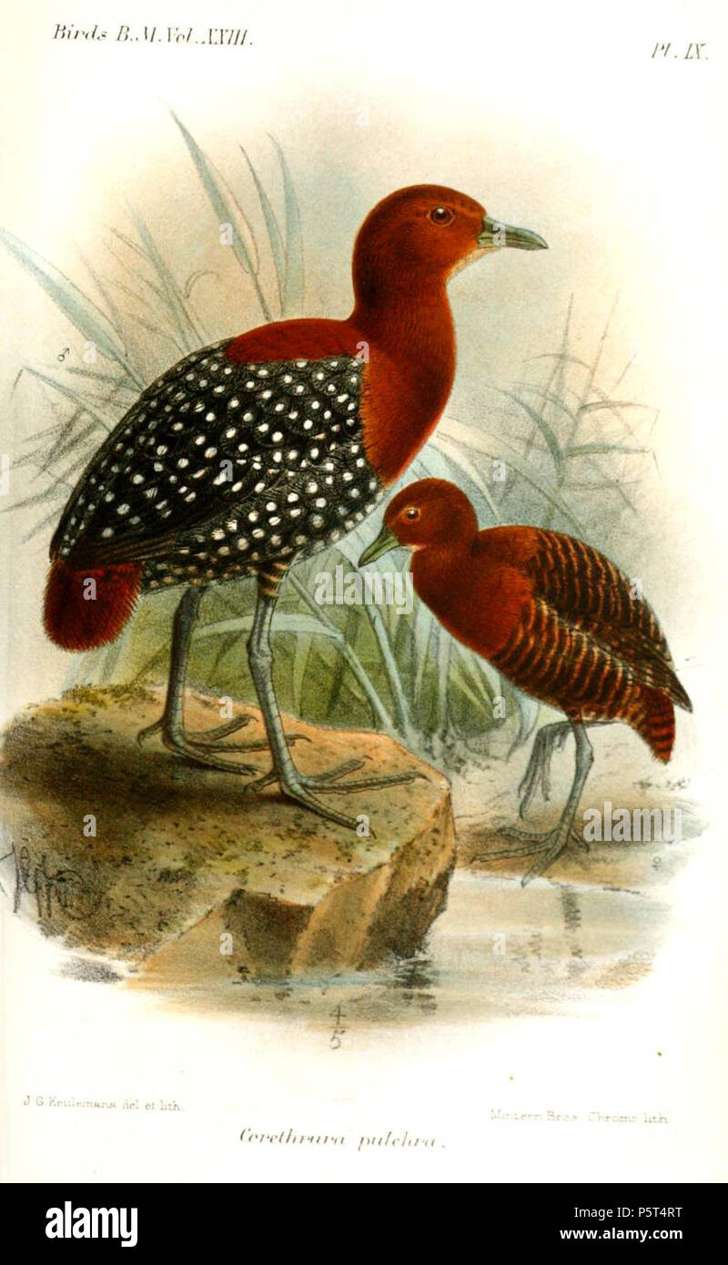 N/A. Cerethrura pulchra (=Sarothrura pulchra) . 1894.   John Gerrard Keulemans  (1842–1912)      Alternative names Johannes Gerardus Keulemans; J. G. Keulemans  Description Dutch ornithologist and artist  Date of birth/death 8 June 1842 29 December 1912  Location of birth/death Rotterdam London  Authority control  : Q1335286 VIAF:42113661 ISNI:0000 0000 6313 981X ULAN:500041975 LCCN:no98083374 NLA:35268760 WorldCat 286 CerethruraPulchraKeulemans Stock Photo