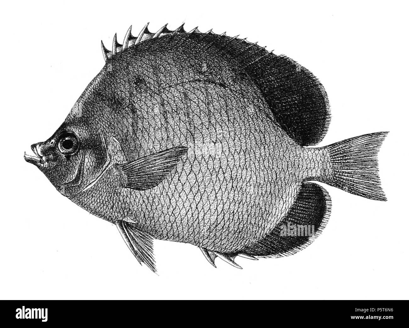 N/A. The species names / identity need verification. The original plates showed the fishes facing right and have have been flipped here. Chaetodon xanthocephalus . 1878.   George Henry Ford  (1808–1876)    Alternative names G. H. Ford  Description artist  Date of birth/death 20 May 1808 1876  Location of birth/death Cape Colony London  Authority control  : Q17105498 VIAF:317102730 LCCN:n2015185868 WorldCat 323 Chaetodon xanthocephalus Ford 26 Stock Photo