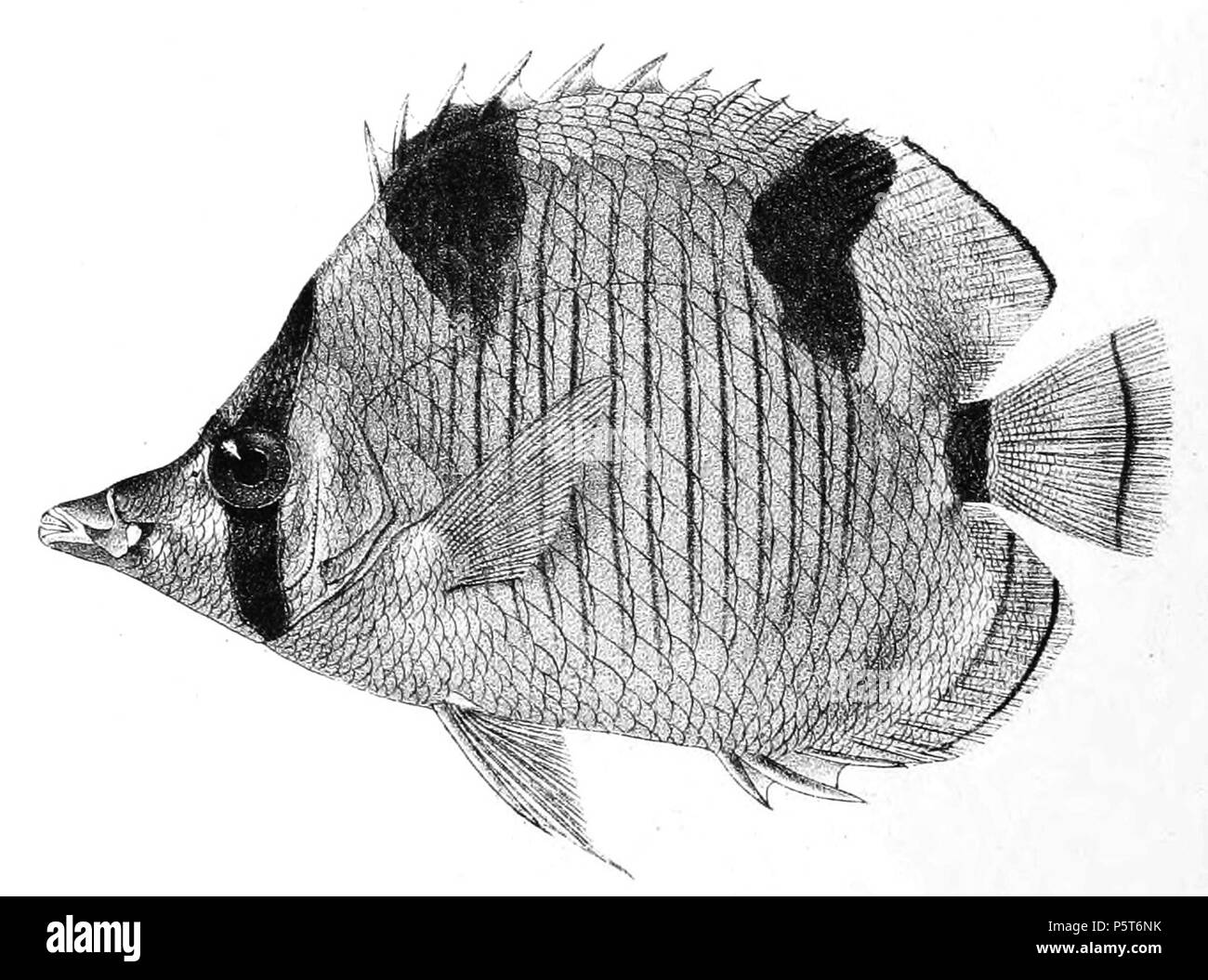 N/A. The species names / identity need verification. The original plates showed the fishes facing right and have have been flipped here. Chaetodon falcula . 1878.   George Henry Ford  (1808–1876)    Alternative names G. H. Ford  Description artist  Date of birth/death 20 May 1808 1876  Location of birth/death Cape Colony London  Authority control  : Q17105498 VIAF:317102730 LCCN:n2015185868 WorldCat 323 Chaetodon falcula Ford 26 Stock Photo